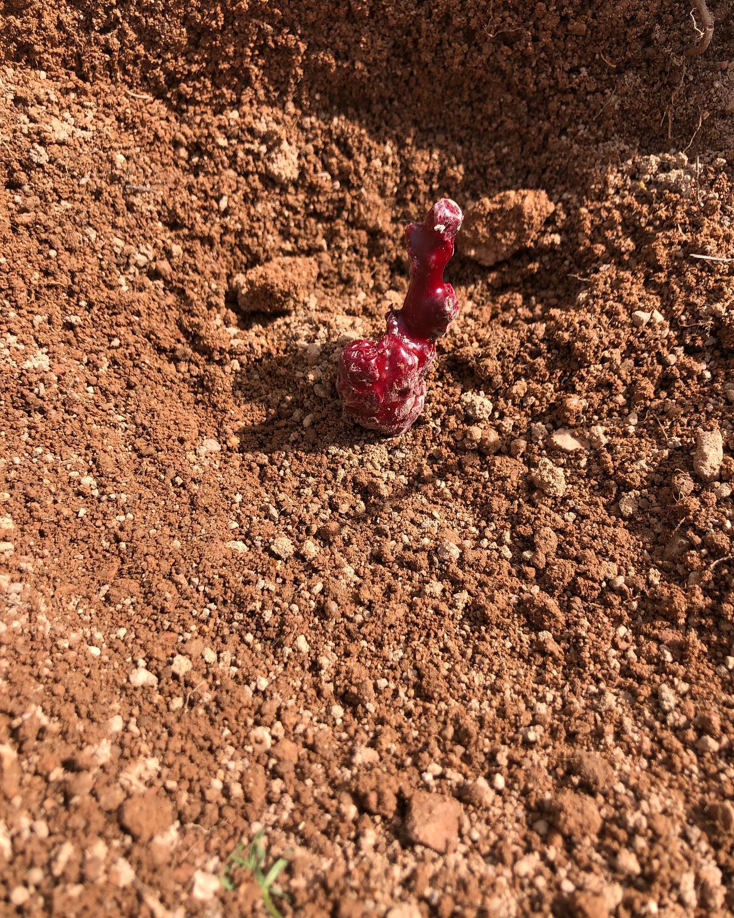 Cette semaine c’est rebrochage au domaine !
On remplace les pieds manquants par des nouveaux qui donneront des futurs raisins d’ici quelques années.
Gewürztraminer, Roussanne et Syrah !
#coteroannaise #loirevolcanique #domainedespalais #gewurztraminer #roussanne #syrah #vines #rebrochage