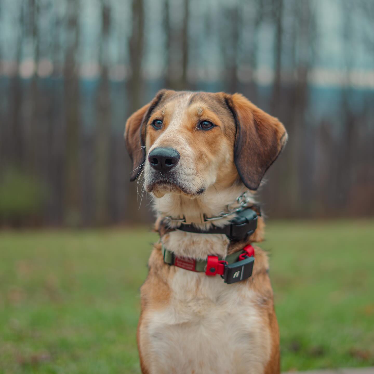 Happy Graduation to Winter! Over the past few weeks Winter has been working hard during her board and train. Winter has gained confidence and new skills over the past three weeks including place, heel, and being able to be trusted off leash!
#winter #dogtrainer #dogtraining #dogsofinstagram #dogs