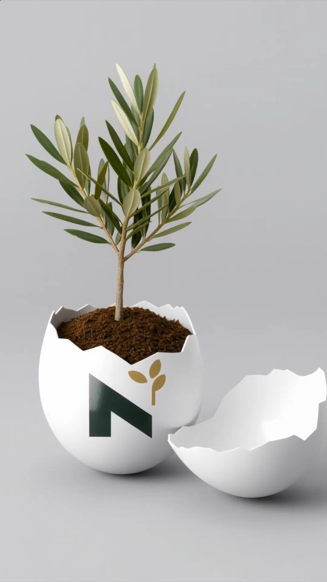 A vida nasce de dentro para fora. 🥚🌿
Nesta Páscoa, celebramos a força da renovação. Assim como a oliveira rompe a terra para se tornar eterna, também nós celebramos o nascimento de novos ciclos, de novas colheitas e de momentos que ganham raízes à mesa.
Em Trás-os-Montes e Alto Douro, a Páscoa sabe a tradição, a reunião e, claro, ao fio dourado do nosso Azeite que une todas as gerações.
Que o vosso domingo seja de luz e de sabores autênticos.
Feliz Páscoa, com a essência da nossa terra. ✨
#AzeiteANorte #Pascoa2026 #Renovação #TrasOsMontes #AltoDouro #OuroLiquido #NaturezaViva #TradiçãoPortuguesa #Oliveira #VidaNorte #EVOO #patrimoniogastronomico #saboresdeportugal #tradicoesportuguesas #gastronomiaportuguesa #azeitedequalidade #olivoturismo #origemeidentidade #foodculture #heritagefood #authenticfood #oliveoil