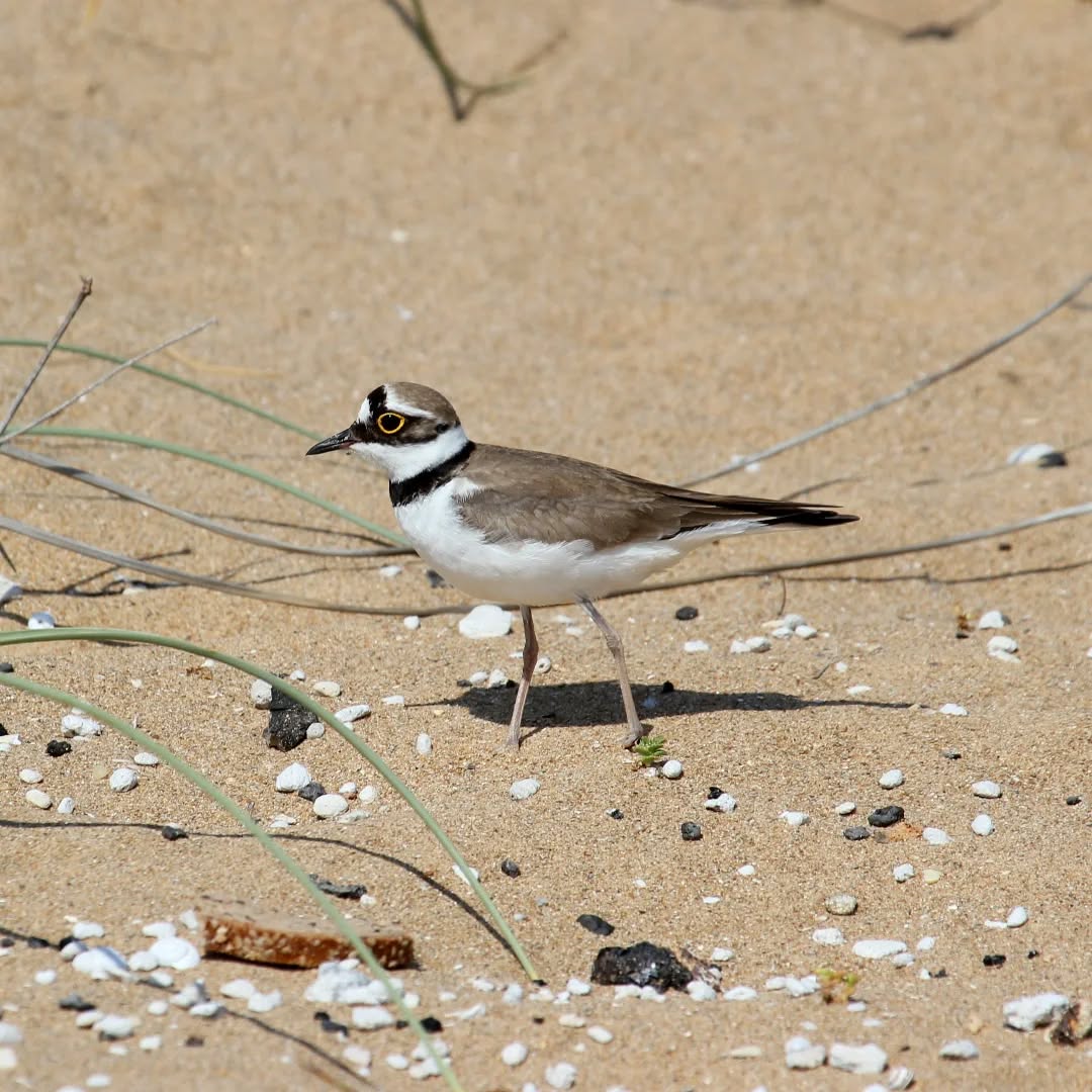 A little ringed plover at Mouda beach.
#islandwildlife #kefaloniawildlife #greekwildlife #guidedwildlifewalks #birdlovers