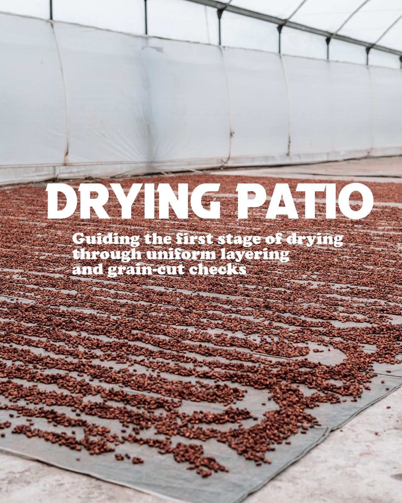 Precision from the Start: The Drying Patio Phase
At Palo Santo, drying is far more than a transition; it is a deliberate refinement. We see our patio as the foundation of quality, where each bean begins its transformation.
Key elements of this stage:
β’ Uniform Layering
We meticulously spread the cacao into even rows to ensure consistent airflow and heat absorption. This prevents wet spots and allows every bean to develop at the same pace, creating a balanced flavor profile.
β’ Grain Cut Checks
Our most rigorous quality control. We continuously perform cut tests to evaluate the internal structure of the beans. If development is not optimal, the batch does not move forward.
β’ Targeting 7% Moisture
We monitor humidity with precision, guiding each batch to the ideal 7% moisture level. This is the point where stability and flavor concentration are fully achieved.
The patio is where the journey begins and where quality is defined.
Every step sets the standard for what follows. πΏπ«
#cacaoecuador #cacaomass #qualitycacao