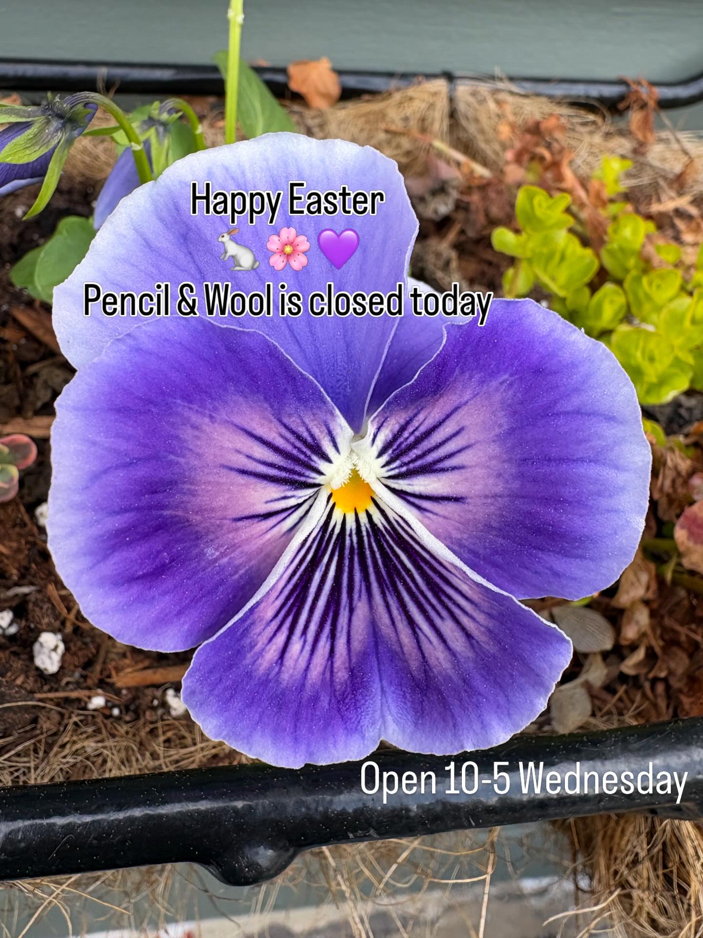 Back to regular hours this week !
Wednesday through Saturday 10-5
Sunday 12-5
🌸🐣