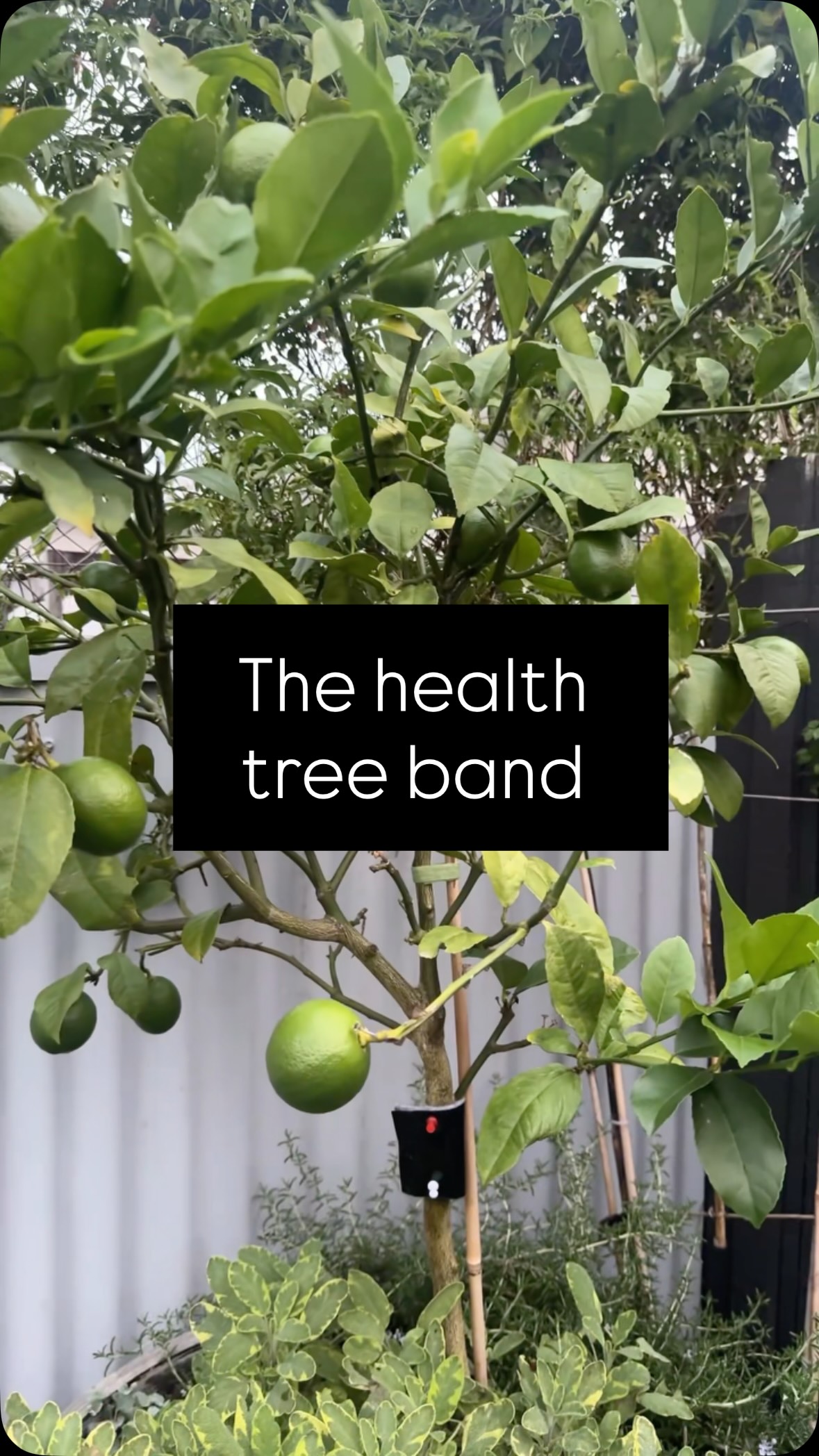 I’m getting rid of my citrus pests once and for all 🍋💀
My tree has had every pest under the sun… and I realised I needed to stop focusing on the fruit and start focusing on the health of the tree.
So yep - I’m sacrificing this season’s fruit to rebuild the tree properly.
Why? More foliage = more energy = better fruit next year.
I used a Health Tree Band soaked in neem oil (neem is systemic, meaning the plant absorbs it).
And because of that, I didn’t use it while it was flowering - I didn’t want neem getting into the flowers and affecting the bees 🐝
So the fruit needs to be chopped off but the tree will thank me later.
I didn’t want to spray the tree with anything as my cat eats the grasses around there, health tree bands have no spray drift.
⚠️ Always read labels and use products responsibly, especially on edibles. So don’t use neem if you want to eat your edibles !
Better living everyone