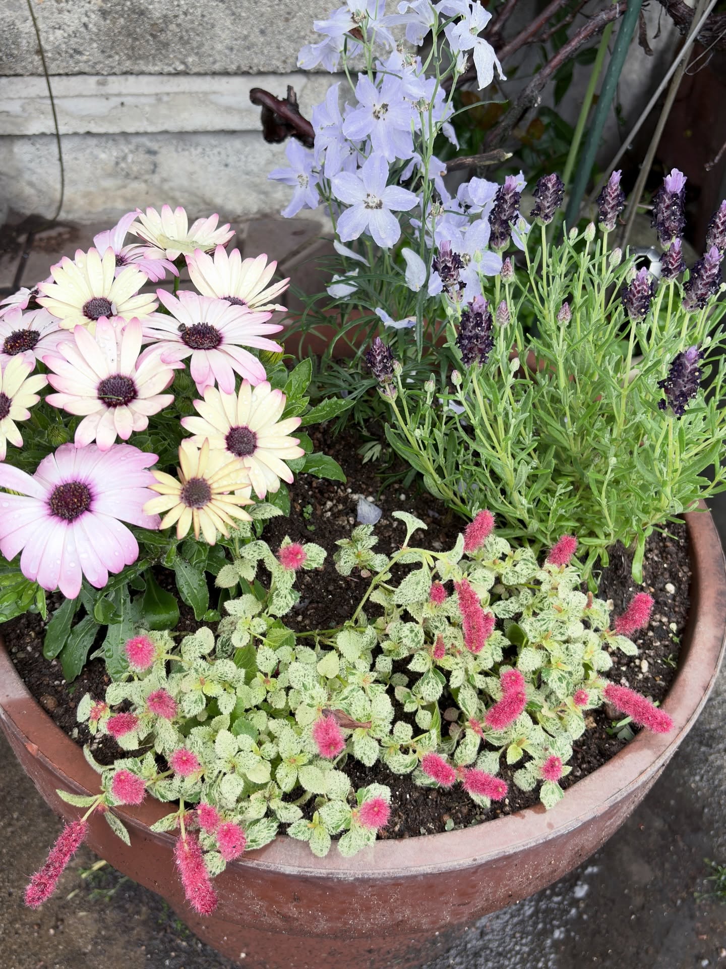 毎週のようにお花を買っていたお花屋さん!
キャットテール🐈