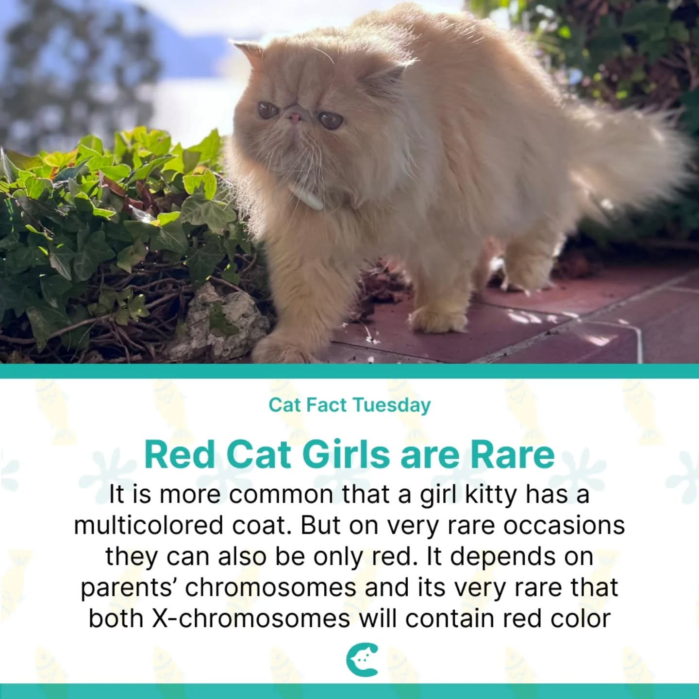 Cat Fact Tuesday! 😸
Do we have red cat girls among our followers? 🐈 Or maybe you know someone with a red cat girl? 🤔
photo from male cat @luce.the.persian.cat for illustration purposes only
.
.
.
#catfacts #catlife🐾 #catlover #catswoppr #catagency