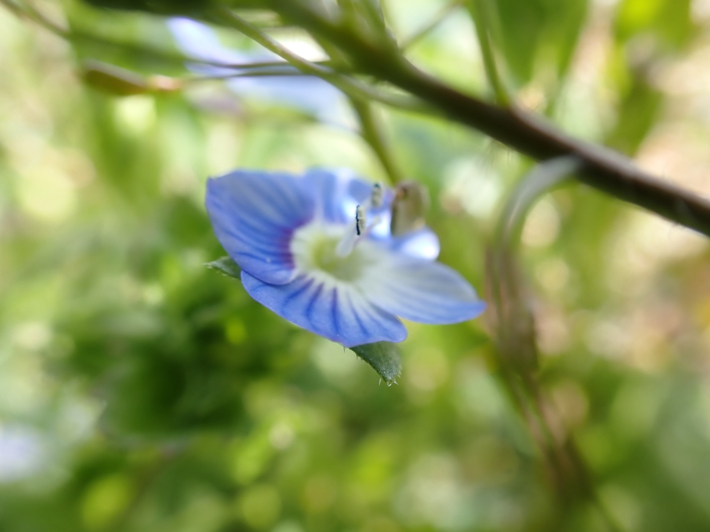 水苔の這う柱をたくさん建てた。
こうしてもう一度立ち上がることで、
放置されていた頃の植物は乾き、
花が咲き、緑が広がる季節になった。
満開の桜よりも、早咲きの山桜に心は動かされ、
you're flower you're river you're rainbow
野花は大切な記憶を運んでくる。
【莉蕾|ReLive vine】
岡山県高梁市のぶどう農夫 @itsuki_ll が、葡萄酒の風景を歩んでいく日々を記録。現在樹齢と研修三年目。蕾から美しい花実が生まれるように、いつの日か、この日々が、ワインやその先の風景に繋がっていくようにという祈りを込めて「莉蕾(りらい)」と名付けた。
ReLive vine with @itsuki_ll documents the daily life of a grape farmer in Takahashi City, Okayama, Japan, as they walk alongside wine. Currently in the 2nd year of both vine age and training, the hope is to one day create grapes and wines that evoke the memory of the landscape. With a prayer that this will eventually lead to an unrecognizable landscape, the endeavor was named "ReLive vine".
#ワイン #農家 #醸造 #ぶどう #農業 自然 秋田犬 甲斐犬 岡山 日本の風景 Wine Winemaking Grapes Farming Nature Akita KaiKen JapaneseLandscape Vin Vinification Raisin Agriculture ChienAkita ChienKai