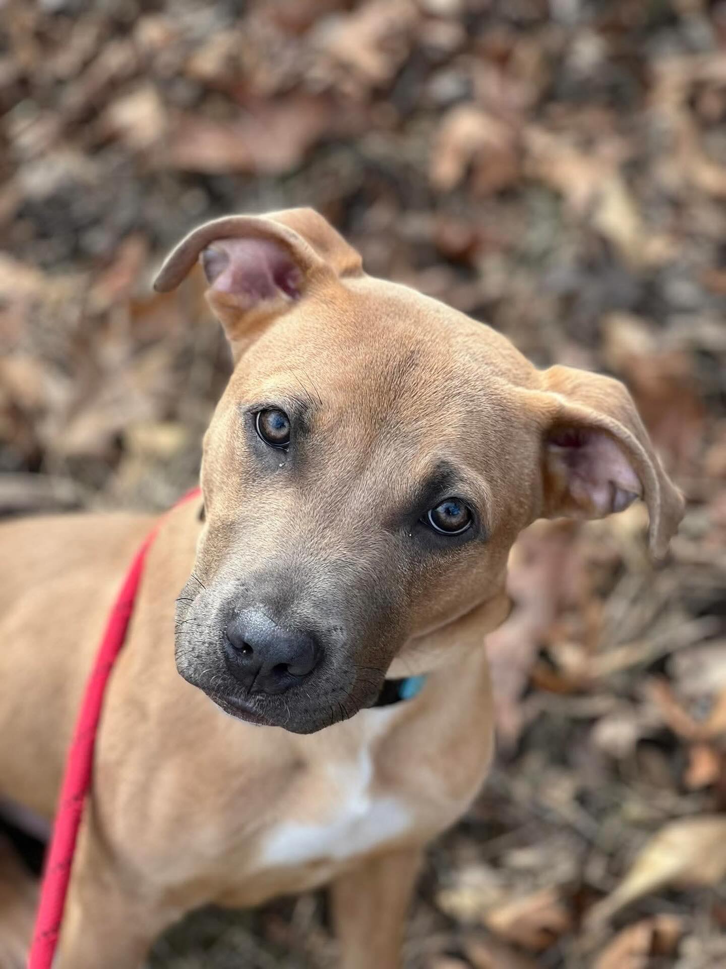 Fun fact of the day with Lucas!! Did you know that you need 8 hugs a day to feel happy? Lucas knows this and takes it very seriously. He wants to make sure all his humans feel loved so he hands out hugs like there’s no tomorrow!! We don’t think there’s anything better than a sweet puppy hug, but we might be a little biased.
For more information or to apply to adopt Lucas go to:
Https://www.madeapromiserescue.org/dogs/lucas