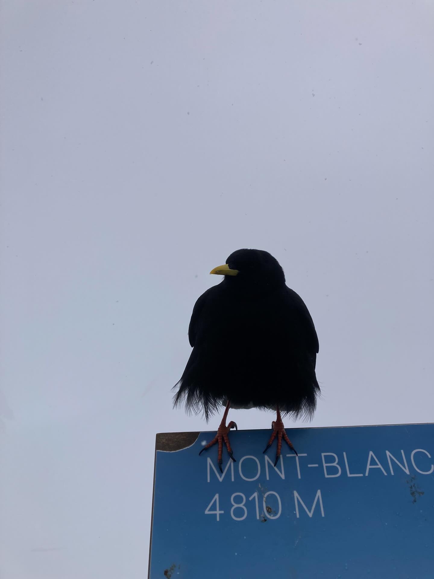 Spooky bird overseeing my drawings from the Aiguille du midi. Art Graf and snow/ice looking towards the Cosmique Arret, which I’ve climbed a few times in the summer! #aiguilledumidi#chamonix#pleinair