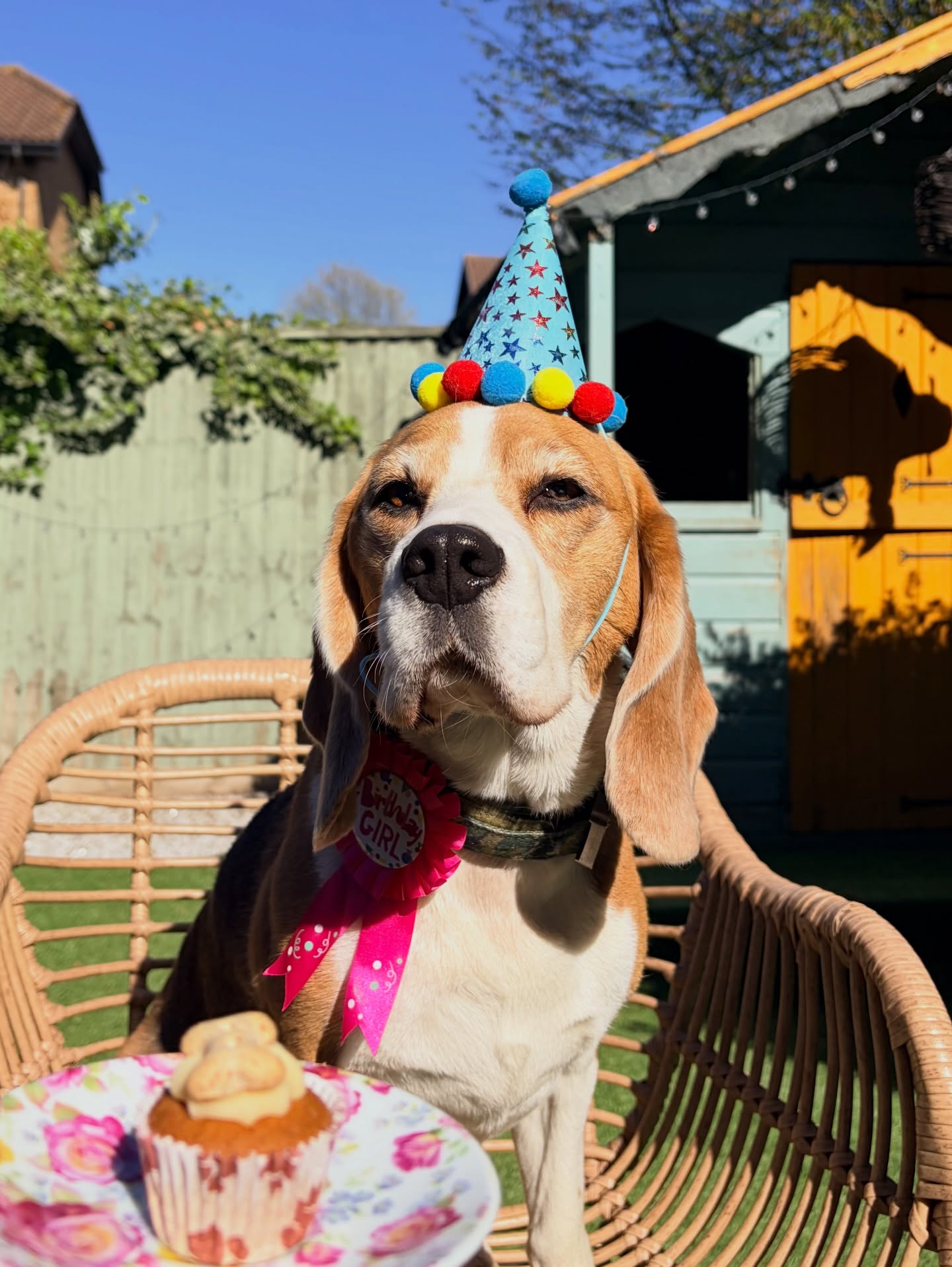 Happy 5th!!! Birthday to our beloved Shona @the_daily_life_of_shona 🐶🎂🎉 here to many more years of fun and adventures 🐾
.
.
.
.
.
.
#petstoplondon #doggydaycare #dogsofinstagram #beagle #dogsoflondon