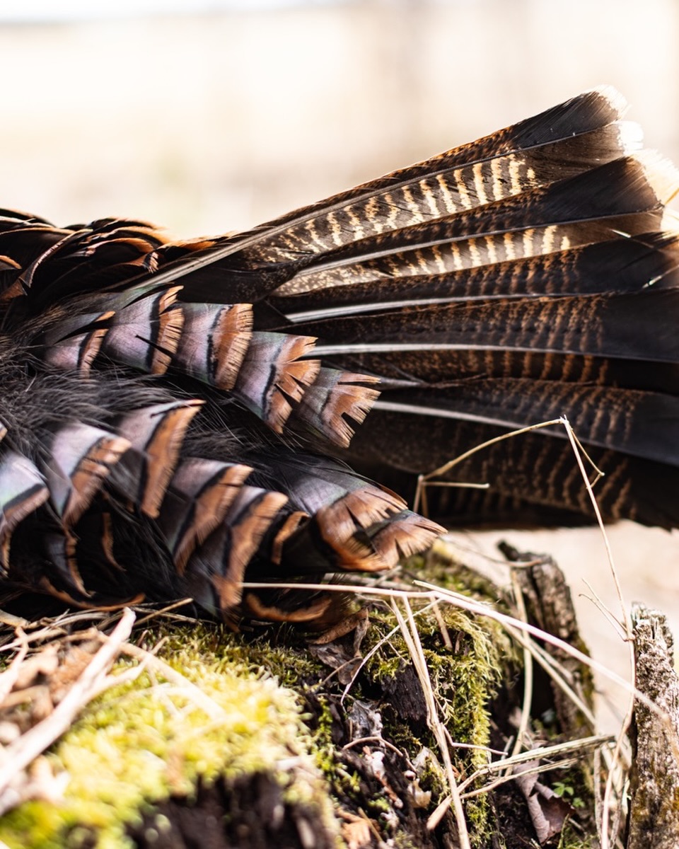 Spring Gobbler season Is Almost here!!!
Are you ready??? 🦃🦃🦃