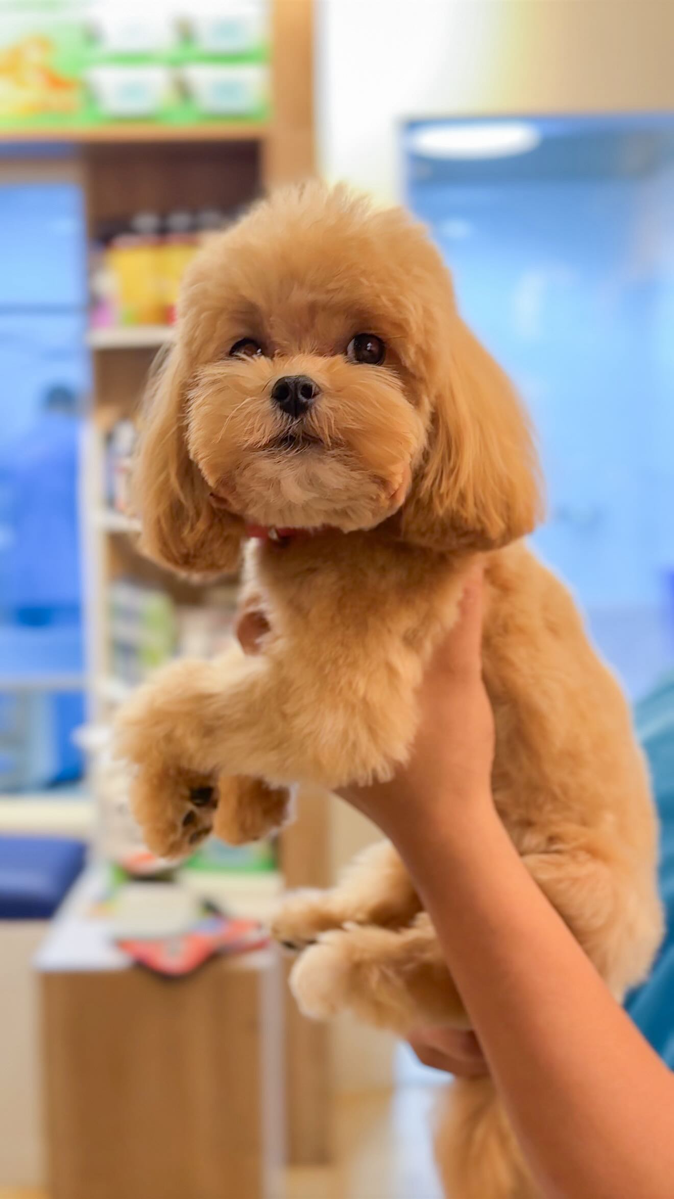 the things we do for a good groom 😭 #wagginized #tailwaggin #petgrooming