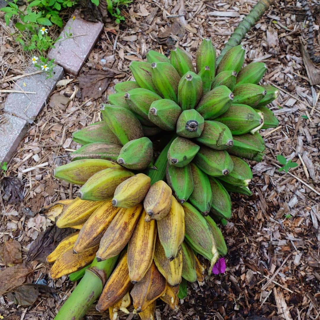 Harvested a 55 pound rack of bananas/plantains this week. They average about 250g/8.5 ounces. Food forest abundance! Most of the green bananas will make green banana flour for baking, pancakes, etc. The ripe ones I'm using for smoothies and fried plantains. Not sure of the variety. If you know, please comment below! #plantain #musa #banana #greenbanana #foodforest #permaculture #naturalfarming #regenerativefarming #foodnotlawns #resilience