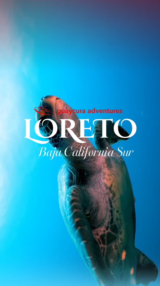 🔥 15% DE DESCUENTO EXCLUSIVO 🔥
Usa el código: S4NT4
👉 Reserva directo en:
🌐 www.guaycura-adventures.com
🌊 Vive Loreto como nunca antes
Descubre el impresionante Mar de Cortés y sumérgete en una experiencia única entre aguas cristalinas, playas vírgenes y paisajes que parecen de otro mundo.
🏝️ Explora islas paradisíacas
🐬 Conecta con la naturaleza y fauna marina
🎣 Disfruta pesca deportiva en uno de los mejores destinos de México
🚤 Vive una experiencia privada, exclusiva y totalmente inolvidable
⚡ Cupos limitados – asegura tu lugar hoy mismo
✨ No es solo un tour… es la experiencia que te vas a llevar de Baja California Sur
📲 Reserva ahora: 613 124 4158
#LoretoBCS #BajaCaliforniaSur #MarDeCortes #ToursLoreto #ExperienciasUnicas ViajaMexico VacacionesMexico AventuraEnElMar IslasLoreto TravelMexico 🌊🔥