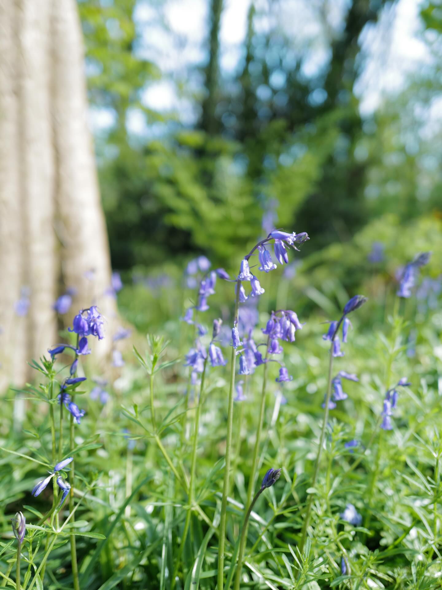 The bluebells are coming out here at Middle Colenso which means that over the next few weeks the woods will be full of them. This is from last year at Godolphin, just around the corner, where the display is always excellent. Other favourite spots include the Penrose estate, Tehidy and Enys.
If you'd like to see for yourself, we're offering £100 off an April stay of three nights or more in any of our properties. Enter the code SPRING at the checkout and the discount will be applied automatically.
#bluebells #bluebellseason #bluebell #spring #lovecornwall