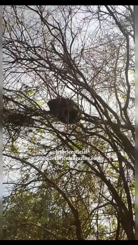 Una visita al Parque La Alegría 💚🌿 donde la naturaleza te arropa y te conecta con tu ser interior 🌿 ¿Sabías que...
✅ Existe una ruta para hacer senderismo en ese lugar.
✅ Desde el mirador se observa la Represa Cupapuicito.
✅ Actualmente, se está construyendo "El túnel de los cien años" y otros proyectos que pronto estarán terminados para su deleite.
✅ Visitalos y disfruta de un día diferente, lleno de paz y conexión natural 💚🌿
✅Sector Chapire, Upata, al lado de Villas Paraíso (las casas de los maestros)
#lesbriceoficial #lesbricecreaciones #lesbricemagazine