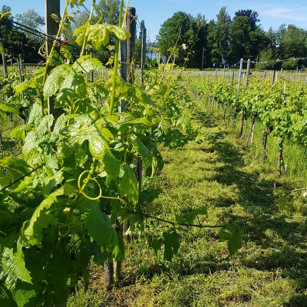 Was für ein schöner Start in den Sommer, in den Weinbergen gehts in grossen Schritten voran. Wir sind fleissig am Einschlaufen, dabei werden die Triebe zwischen die untersten zwei Drähte eingeschlauft. Damit die Triebe nicht wider raus fallen, werden die Drähte mit Klammern fixiert.
.
.
.
#rebbau #weinberg #weinbau #weinbaubetrieb #wein #grüningersrebbau #familienbetrieb #sommer #einschlaufen #reihe #triboltingen #müllerthurgau #arbeit #ermatingen #untersee #thurgau #weinzeit #winzer #reben #bodensee #sonne #schönwetter