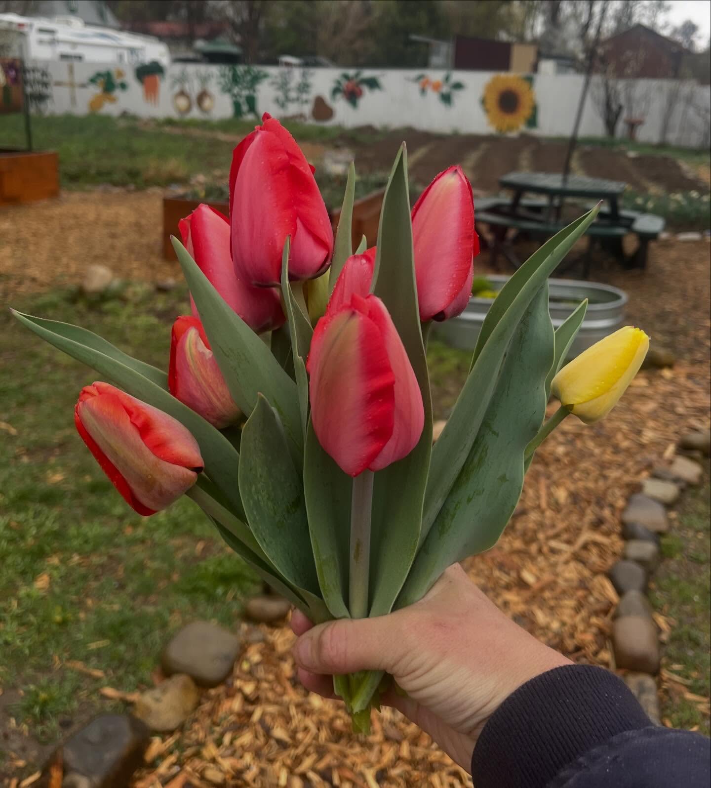 My beautiful spring flowers 💐
Please don’t freeze over night! I picked some just in case it does and they are so wonderful. Also it rained in the garden all day and I think it hasn’t rained in maybe 6 months…..!!!! ☔️ 🌧️
#thankyourain #springtime #lettuceturnip #tulip #mstfp