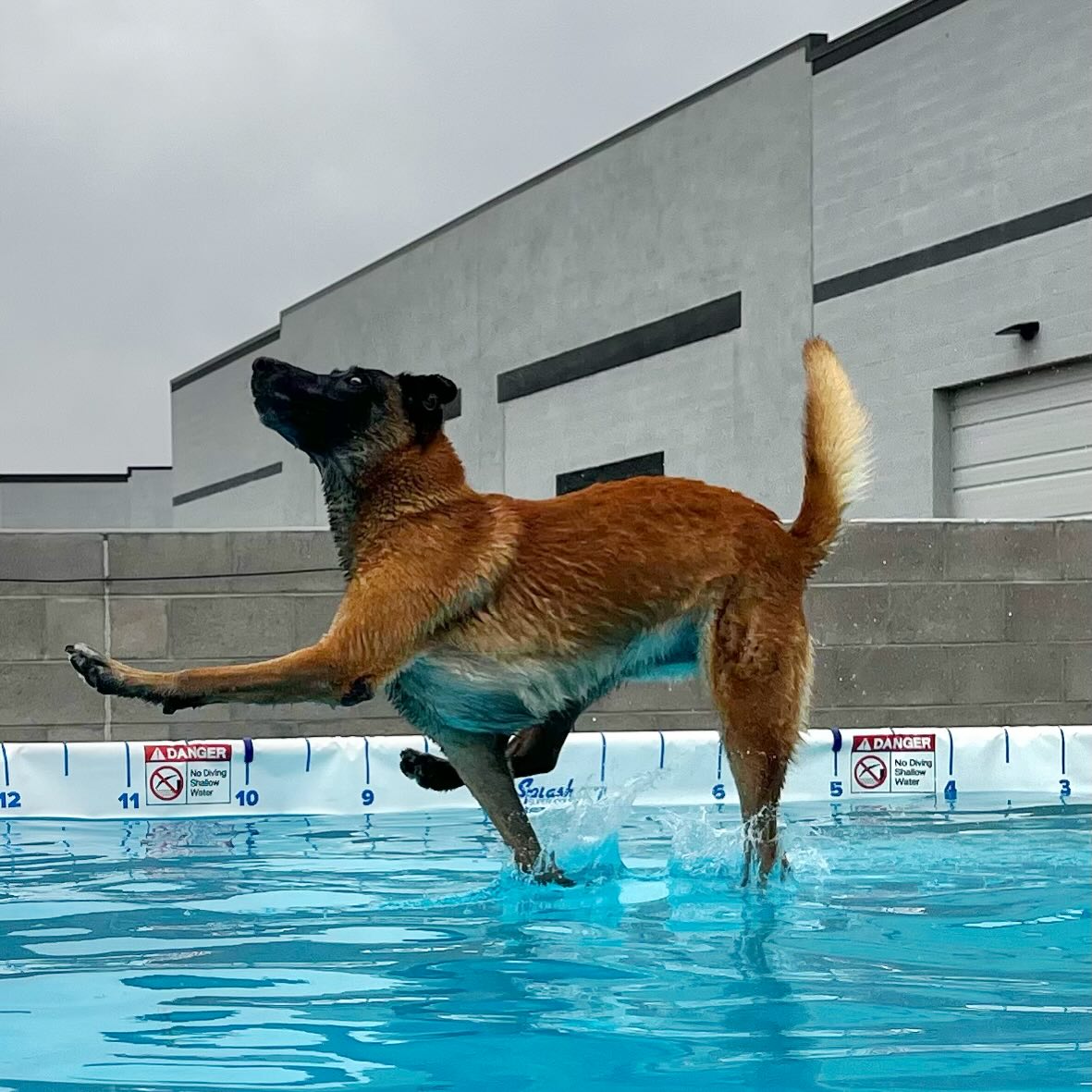 Jumping into the work week with positive vibes and good attitudes!
.
.
.
.
.
#queencreekaz #az #dogtraining #belgianmalinois #dockdiving