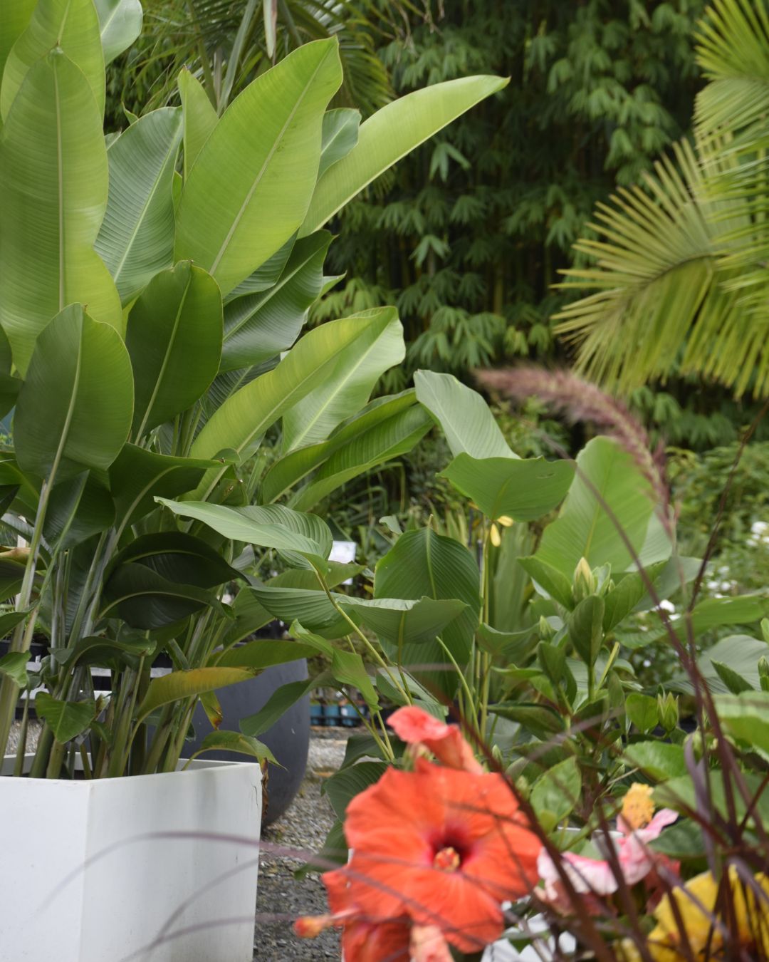 Plants, deals, and fresh finds – all in one place! 🌱
Don’t miss our latest arrivals and special offers. See you soon!