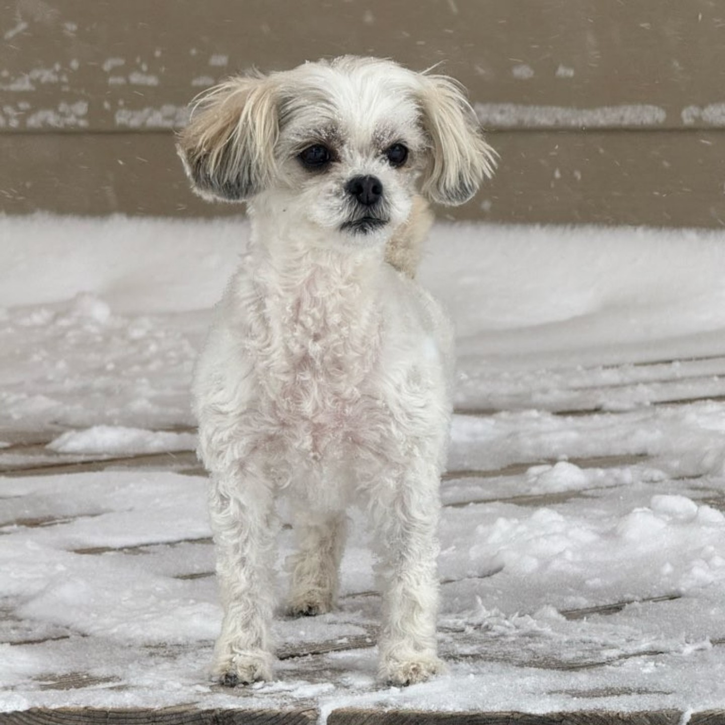 Officially our Snow Princess โ๏ธ
#WoofHoofMew #petsitting #petsitter #dogsofcolorado #evergreencolorado #conifercolorado #snowdog