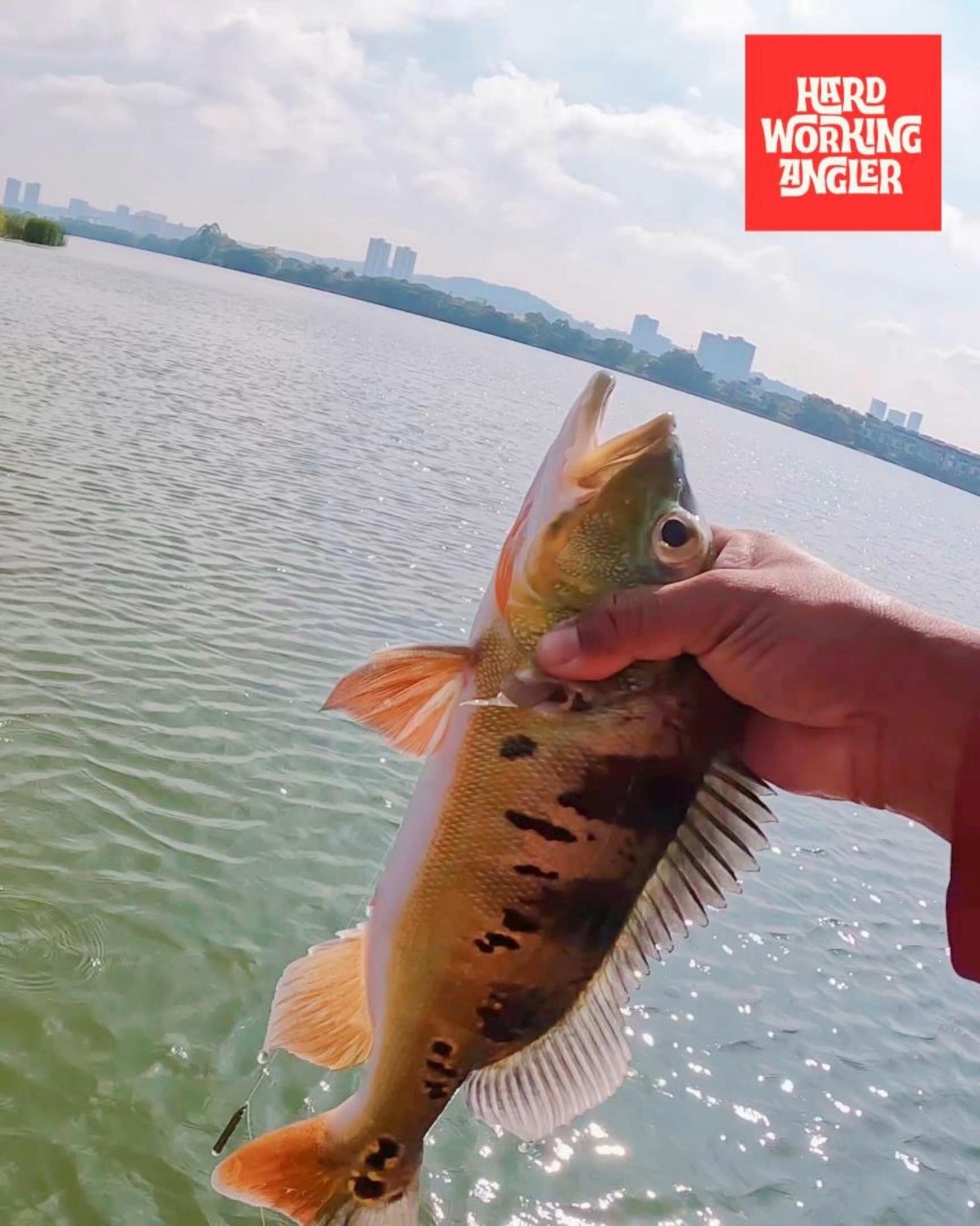 During the dry season, peacock bass tend to hold deeper and stay close to the bottom.
That’s where the drop shot really shines. Simple setup — 6lb line, 1.5 inch soft plastic. Keep it slow, keep it natural. No need to do too much… just let it sit. When they bite, you’ll know. #peacockbassfishingguidemalaysia #hardworkingangler #fishing #peacockbass #visitmalaysia