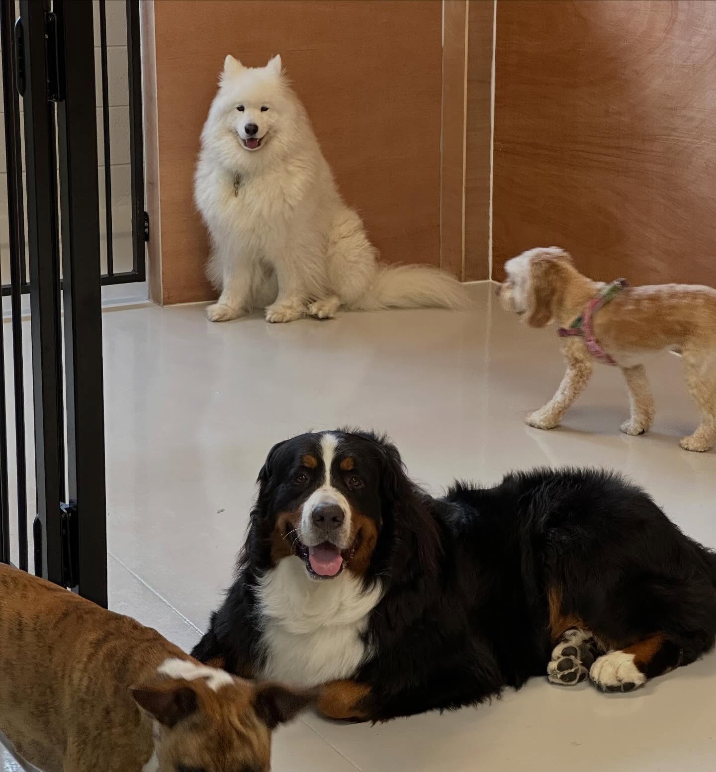 Sunday pups 🥰🥹🐾🐶💛
.
.
.
.
.
.
#dogs #nzdogs #dogsofauckland #wooflandnz #doggydaycarelife