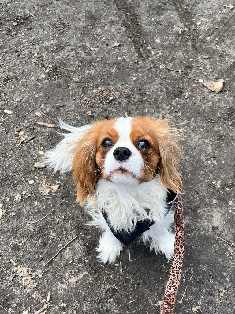 Meet Lady Louise.
📌 Lady Louise is a darling Cavalier King Charles Spaniel puppy making the most of her very first adventures in the Upper West Side of NYC 🐾🌸 From the moment she steps outside, her tail is wagging with pure joy, soaking in every sight, sound, and smell this the concrete jungle city has to offer! Playful, curious, and endlessly affectionate, Lady Louise absolutely loves her walks each one is a new adventure filled with excitement and wonder. With her sweet personality and joyful heart, she’s quickly becoming a beloved Upper West Side pup, spreading smiles all around NYC 💕🐶
Welcome to the Dogsofallboroughs Family 🐾💜💜
#dogsofallboroughs #cavalier_feature #cavalierkingcharlsspaniel #dogsofuws #puppylove