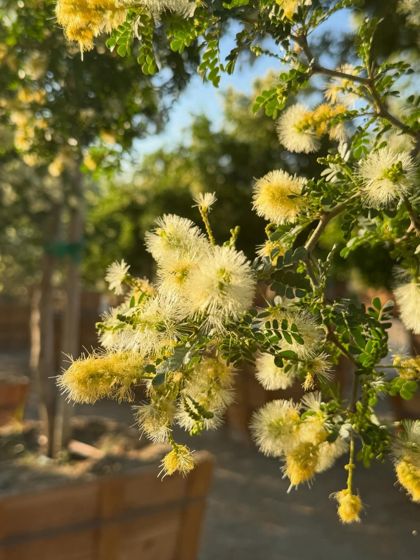 “April
I wanted to speak at length about
the happiness of my body and the
delight of my mind for it was
April, night, a
full moon and—
but something in myself or maybe
from somewhere other said: not too
many words, please, in the
muddy shallows the
frogs are singing.” — Mary Oliver
There’s a restraint in April.
A quiet correction—say less, notice more.
Our 36” Ebenopsis ebano (Texas Ebony), in bloom, seems to understand.
It doesn’t announce—
it accumulates.
Leaf by leaf.
Line by line.
Then suddenly—
golden globes gathering like punctuation in the canopy.
Fragrance carried, not broadcast.
Bloom offered, not overdone.
A slow build to something unmistakably present.
While we reach for language,
the Texas Ebony leans into timing—
responding to heat, to lengthening light, to the subtle mathematics of the season.
Not too many words, please.
Just structure.
Just scent.
Just bloom, arriving exactly when it should.
36” boxed.
Desert-acclimated.
Field-grown for landscapes that reward patience.
Rooted in restraint.
Grown for a quiet crescendo.
Supplied for those who let the moment make the statement.
#roadrunnertreefarm #casadelzorronursery #texasebony #ebenopsis #ebenopsisebano