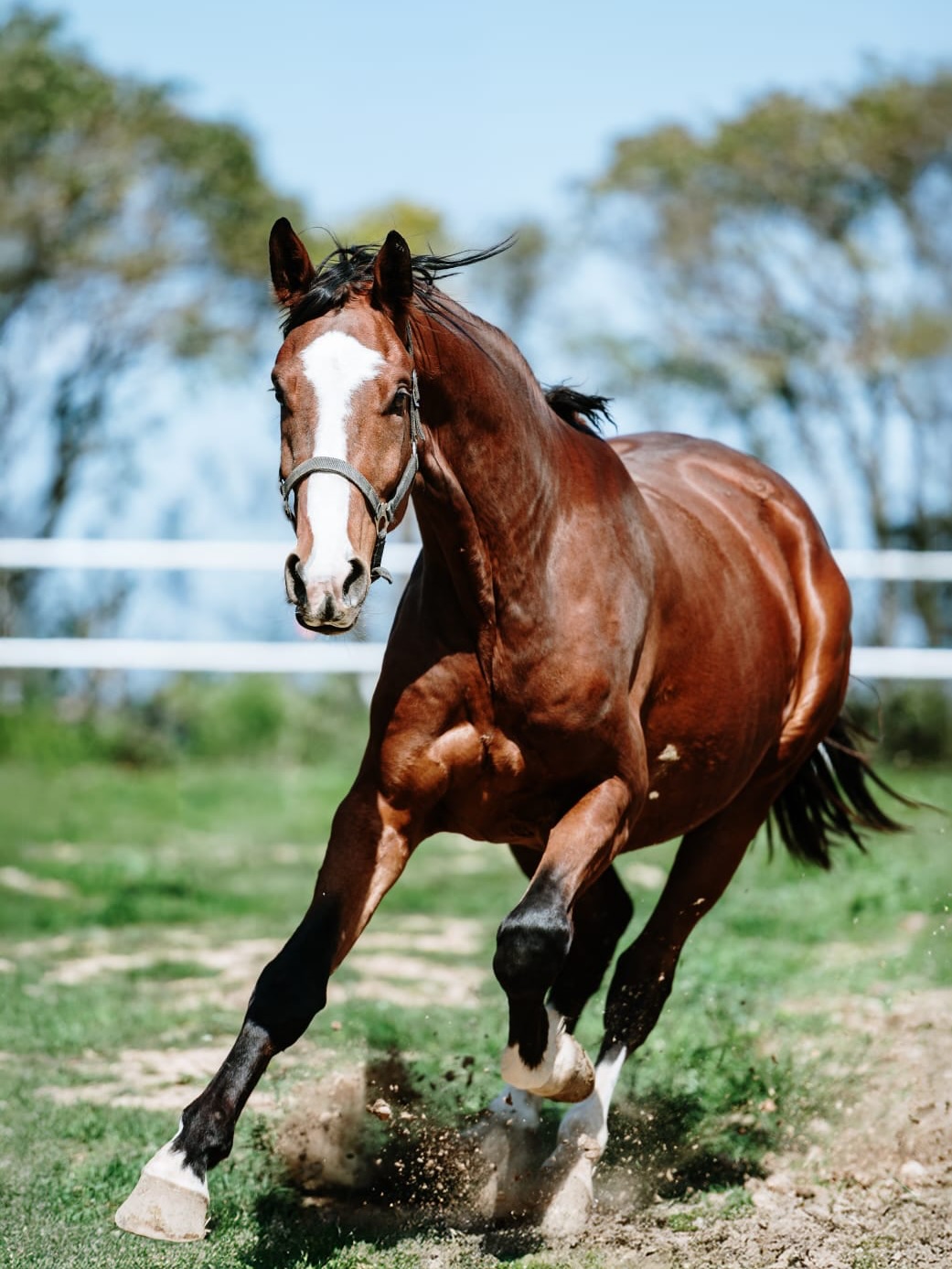 Loving these images of our breeding program @eshistud, horses growing up the way they should: in large fields with friends.
⭐️ Featured : Asca Z 3yo Mare, 3yo stud x Exxon for the Hunter ring, Ermitage x Cornet 2yo, Diamant x Thunder yearling filly, Diamant x Cornet filly yearling.
⭐️ Available for sale: x Exxon yearling filly for the Hunter or Eventing ring
⭐️ 2026 foals: Utamaro x Cornet x Castelino