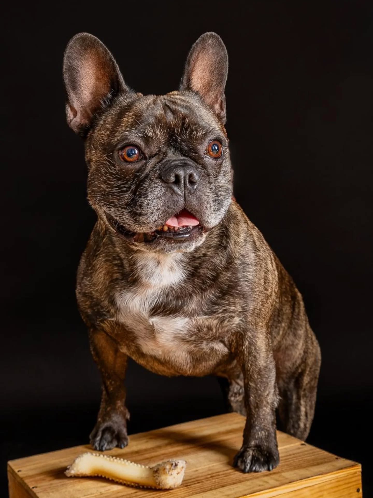 Non ce n'est pas " juste" un animal, c'est un membre de la famille à part entière !❤️
Est ce que tu es de mon avis ?😊
on partage nos joies, nos peines, nos canapés et nos meilleures aventures avec eux, alors pourquoi ne pas partager un moment de gloire devant l’objectif ?
Ton compagnon mérite lui aussi une séance photo professionnelle pour immortaliser sa bouille et sa personnalité ! 📸✨
Dis-moi en commentaire quelle place occupe les animaux dans ta famille ? 👇🐶
✨️✨️✨️✨️✨️✨️✨️✨️✨️✨️✨️✨️✨️✨️✨️
📸 isabelle genebes photographe
☎️ 07.86.82.90.98
💻 isabellphotographie@gmail.com
✨️✨️✨️✨️✨️✨️✨️✨️✨️✨️✨️✨️✨️✨️✨️
Séance photo animaux chiens chats animaux de compagnie photographie animalière