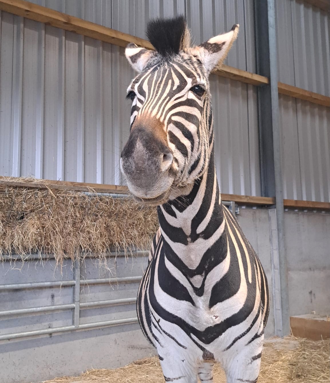 Do you think zebras are white with black stripes or black with white stripes? 🖤🤍
Marti and Debra are happily settled at the park and have been loving meeting everyone! Have you met them yet?
Tickets to visit Marti, Debra, and all their animals friends are available online or at the door. ☺️🦓🎟️
#zebra #animals #ayrshire #glasgow #cute