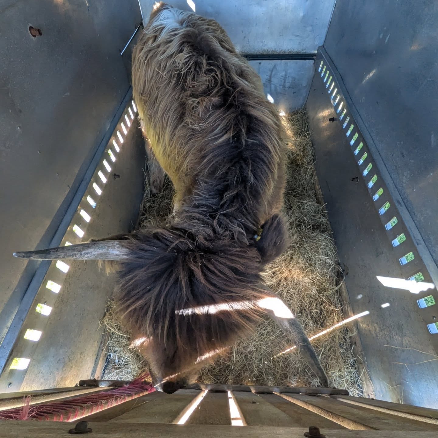 💅 Moving Day for Mary: Hereford ➡️ St Just!
If only all our passengers were this chill! Today we had the absolute pleasure of chauffeuring the fabulous Mary (and her iconic fringe) on her big move. 🚛💨
We picked up this Highland queen from Angel's Animal Ark in Hereford and headed South West for her brand-new life in St Just. 🌊
The Road Trip Lowdown:
The Vibe: Mary is a total zen master. No mooing, no fuss, just vibes (and maybe some hay snacking). 🧘♀️🌾
The Exit: She stepped off the trailer in St Just like she owned the place. We walked her to her new paddock and she didn't miss a beat.
The Catch: This was a one-way ticket! Mary is officially a Cornish girl now, and we’re heading home with an empty trailer and a lot of Mary-shaped memories. 💔
Swipe for that close-up nose boop—honestly, the best part of the job! 👃✨ Safe to say, Mary has officially found her "forever field."
#HighlandCoo #CattleCabs #MaryOnTheMove #HerefordToCornwall #Floof OneWayTrip LivestockLife StJust CowShipping