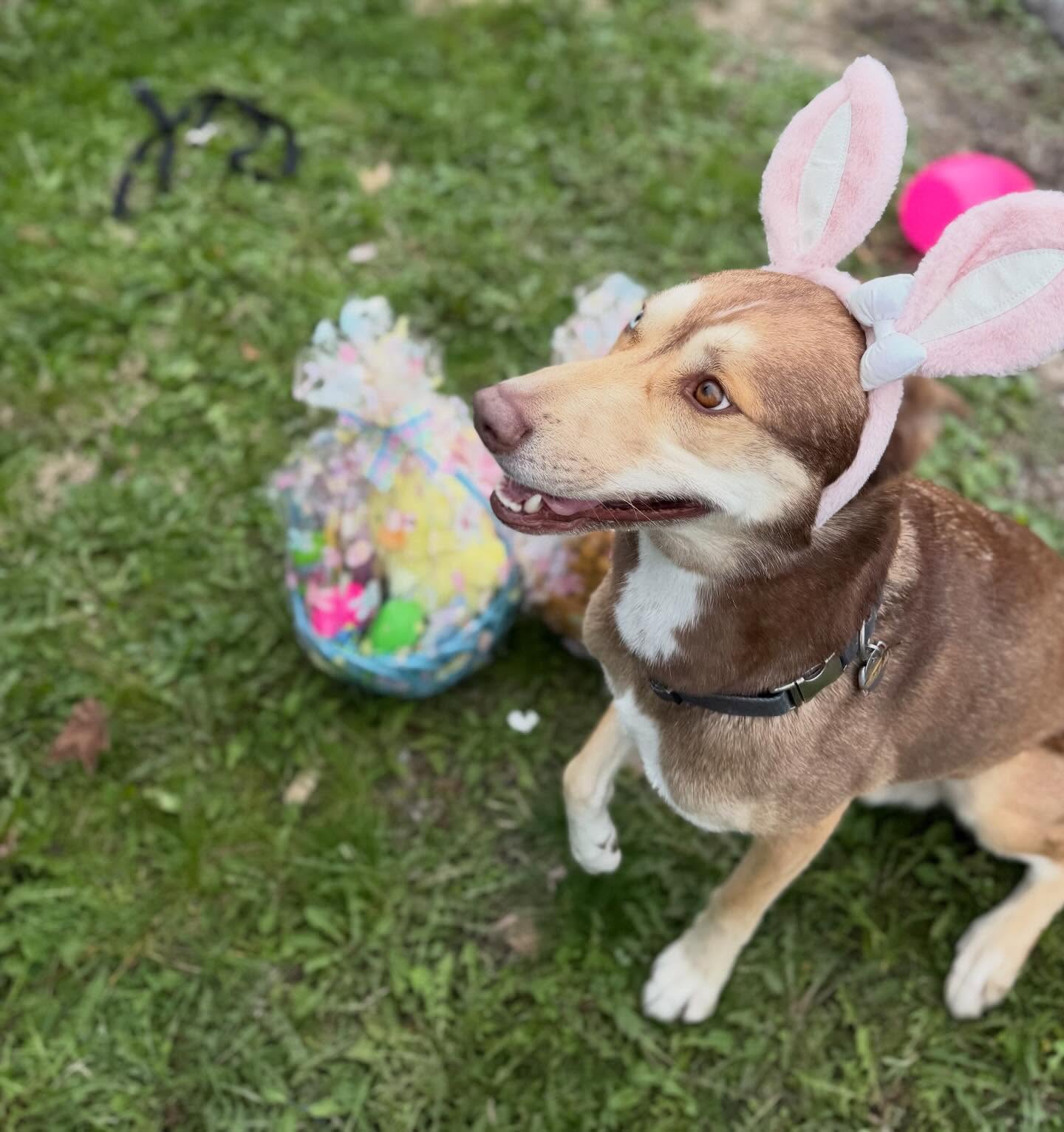 Is there anything better than a Bunny Dog? Getting ready for Easter… we have candy baskets, truffles, brownies, cookies, chocolate berries - whatever you want. Thank you to @barksandreccbus for letting me borrow the ears today!!! #easter #desserts #baskets #dogsarethebest #chocolatecafe