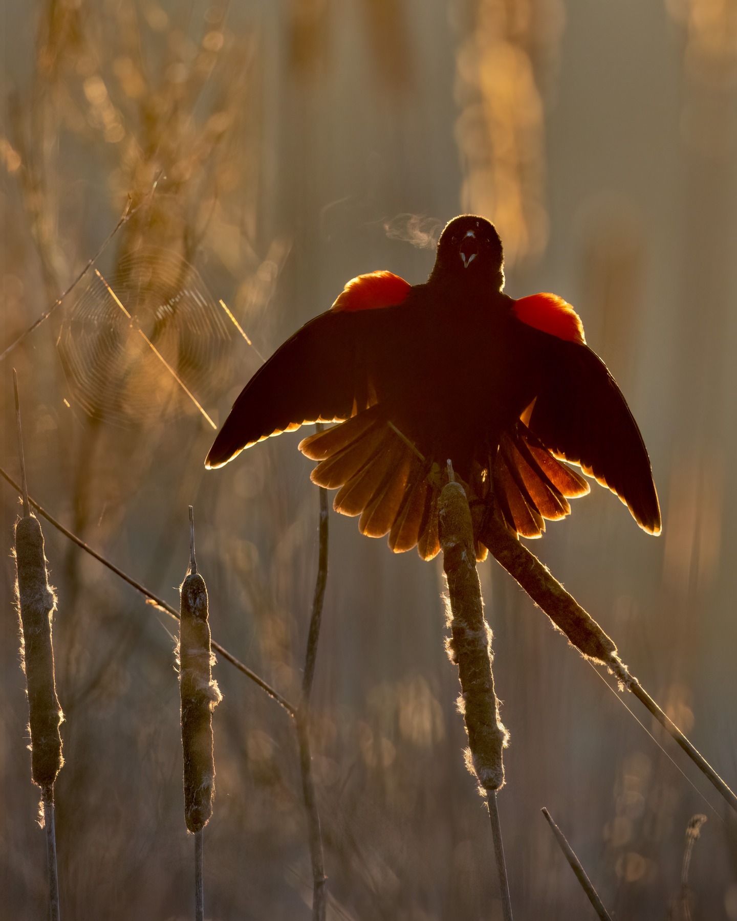 Red-winged Blackbird at sunrise
It was pretty warm out today so I was surprised to see this bird's breath...i guess their breath generally runs around 105 degrees. Bonus spider web in this beautiful chaos presented by nature!