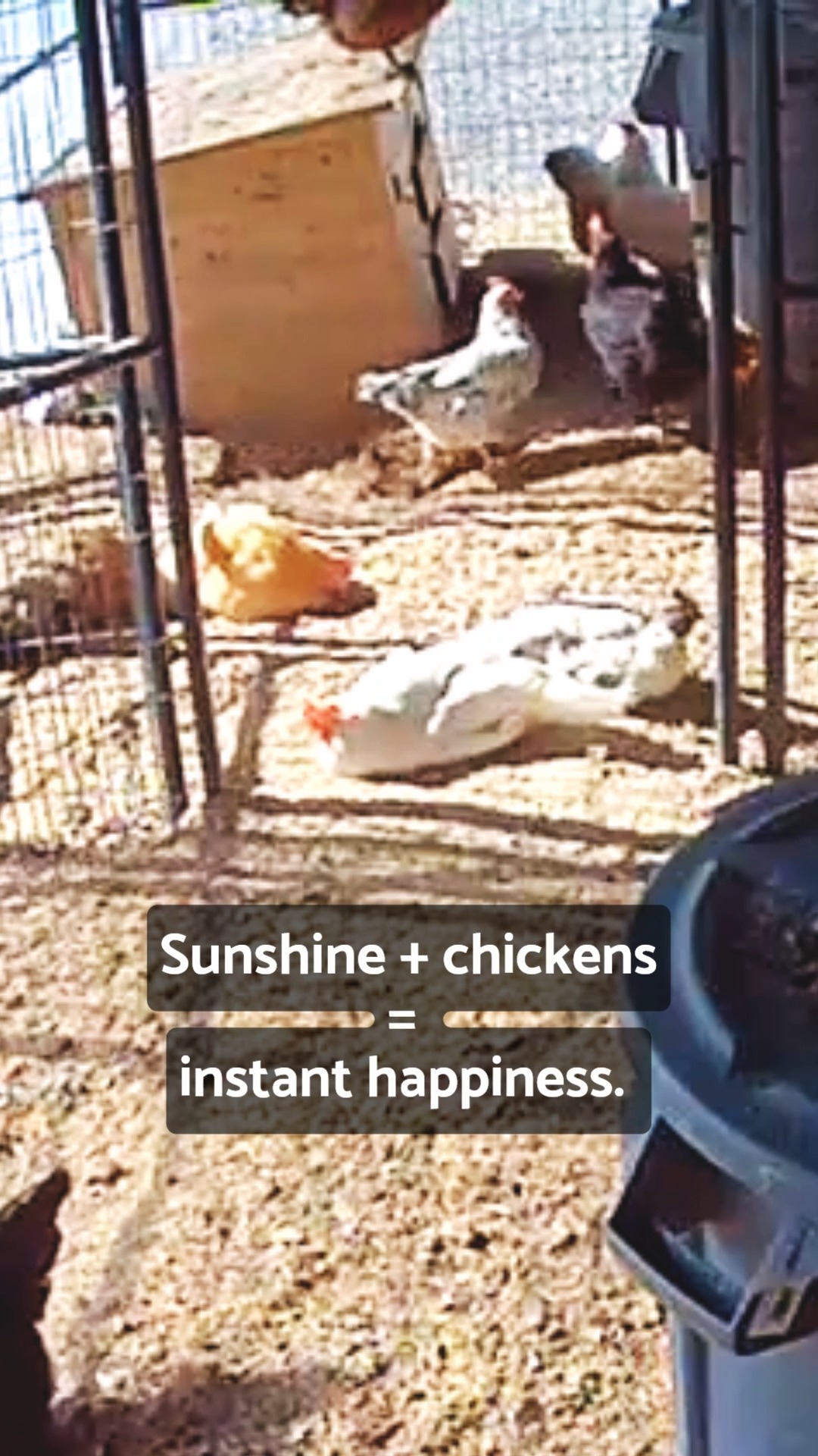 After all that rain we had, the girls wasted no time getting outside—running, scratching, and enjoying the warm sun like they’d been waiting weeks for it
They’re clearly enjoying this moment—fingers crossed for the next four days of sun!
Fresh eggs daily • 10AM – 7PM
At the Chick Shack • Kelso
See Link in Bio for more information and email us for directions to the farm.
More chicks coming soon… check the website for more information.
#FamilyHeritageAcres #KelsoWA #LongviewWA #CowlitzCounty #ChickShack #FarmFreshEggs #EatLocal #Chickensoftagram #HappyHens #FarmLife
