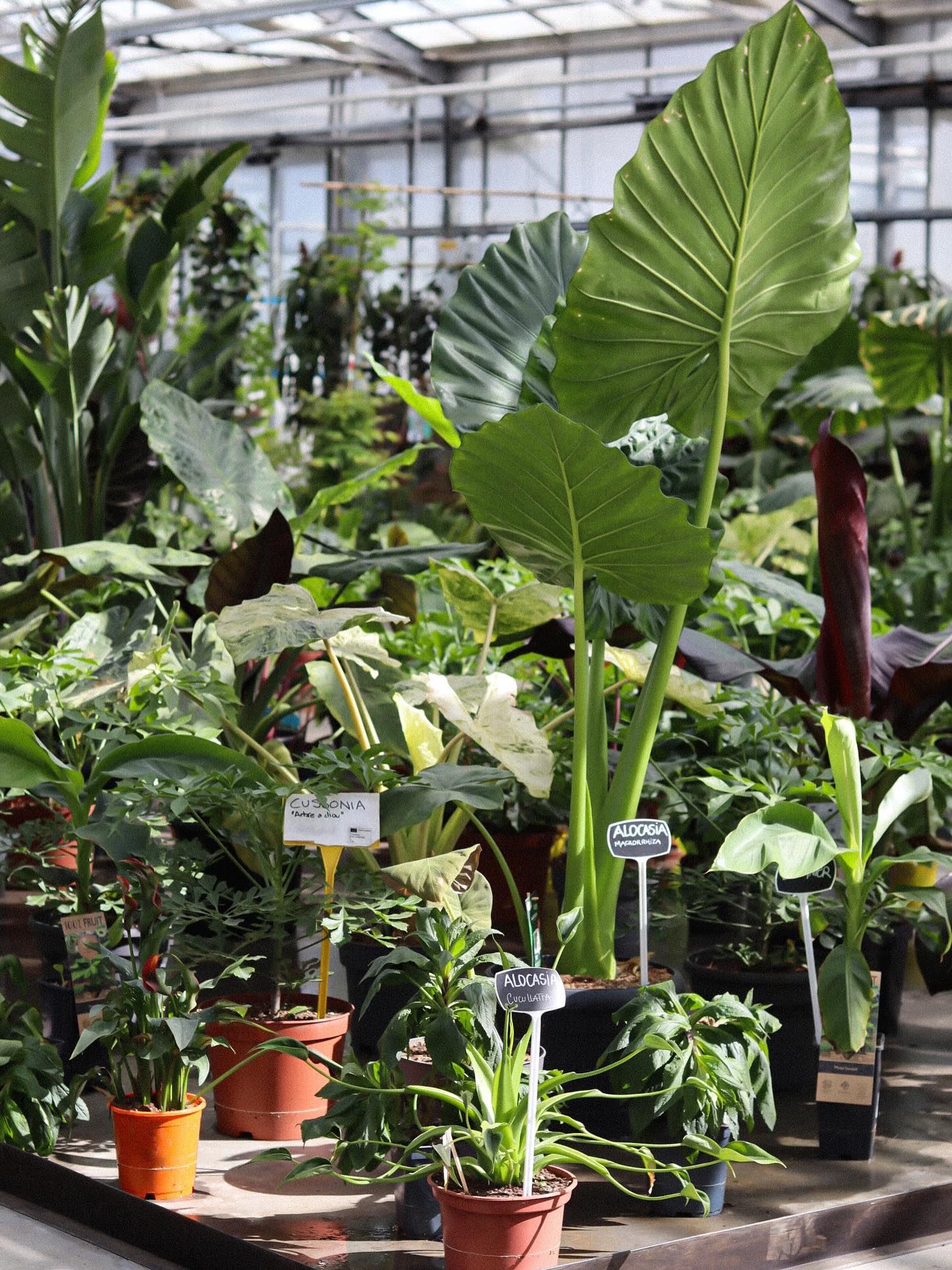 Des plantes dâintĂ©rieur qui apportent graphisme et structure Ă vos espaces đ±
Notamment avec lâAlocasia Macrorrhiza, autrement dit Oreille dâĂ©lĂ©phant, avec ses grandes feuilles vertes semblables Ă des oreilles dâĂ©lĂ©phant đđ
đȘŽ Le jardin de tous
âïž 05 59 03 73 52
đ15 rue de Louillot, Anglet