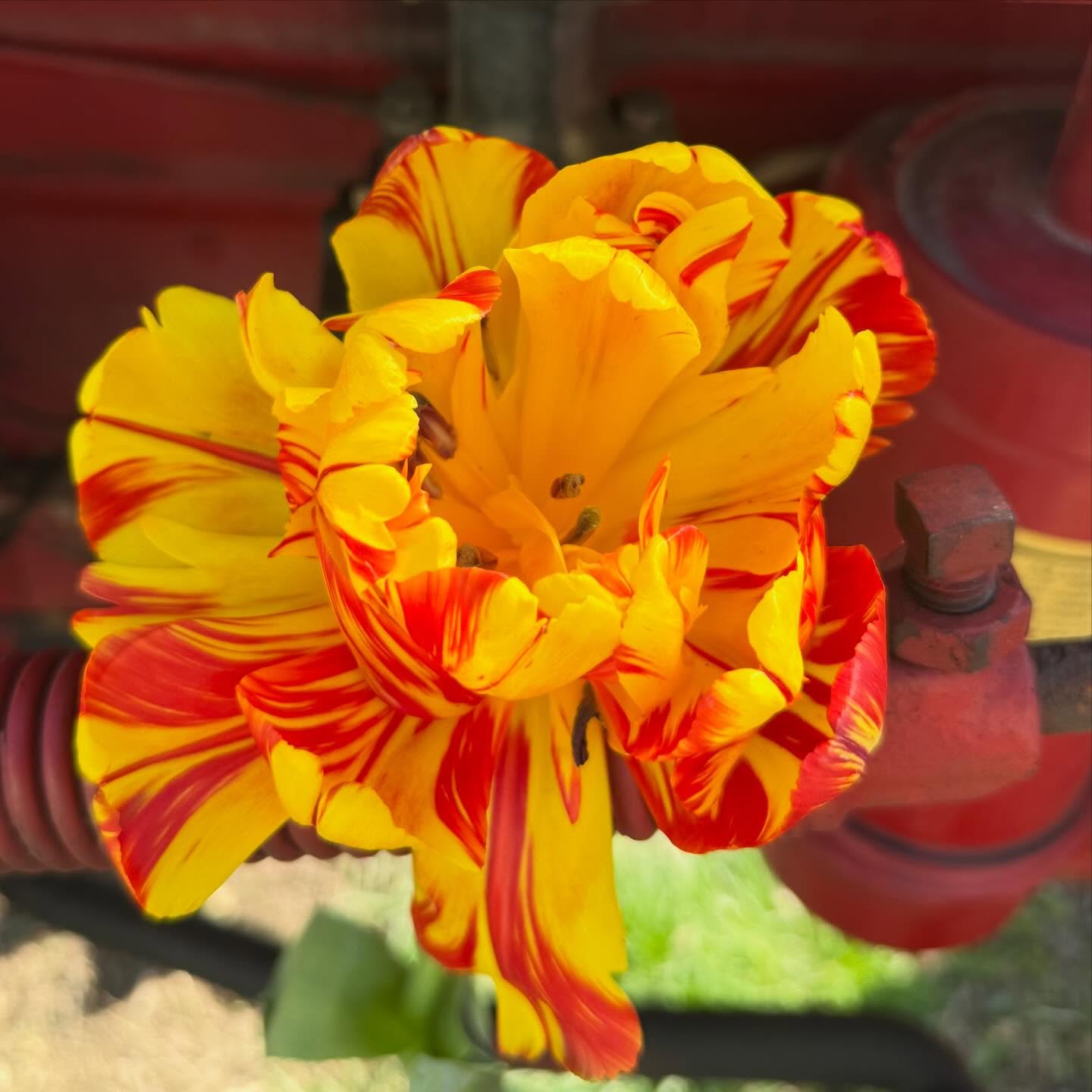 Modern day tulip mania.
#americangrown #grownnotflown #flowerfarmer #406 #montana