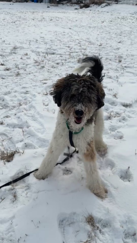 Training isn’t always about commands. Sometimes it’s about building a strong relationship.
Moments like this, playing fetch in the snow, help strengthen engagement, trust, and connection between dog and handler. Play can be a powerful tool to keep dogs motivated, focused, and mentally balanced.
A dog that enjoys working with you will always learn better.
📩 Message us to improve your dog’s focus, obedience, and overall behavior.
📍 24 Pillar Rock Crescent, Markham, ON L6C 3H4, Canada
📞 (647) 425-4838 / (647) 807-8761
🌐 www.benridgecanineservices.com
#dogtraining #benridgecanineservices #dogtrainingmarkham #dogbehavior #dogobedience