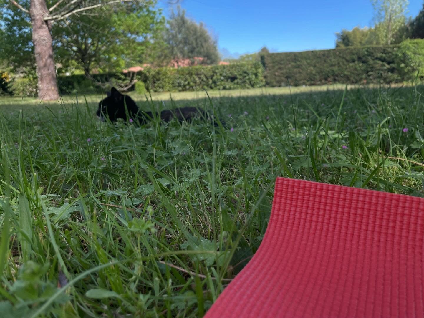 A mat, a cat, a garden, blue sky and sun… practicing yoga : asanas, pranayama, meditation, relaxation and contentment / gratitude. #santosha #yogabliss #yogaonholidays