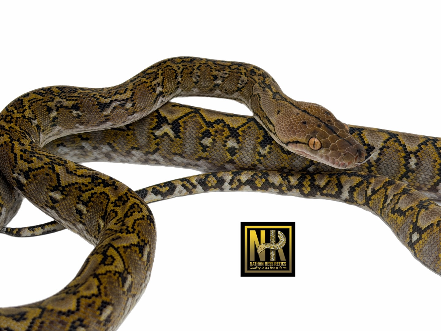 A lil update on my pure Karompa “Gigi”