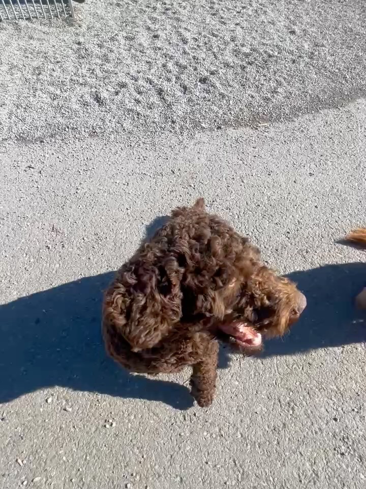 Skikkelig idyll om dagen☀️🐶
#kennelnor