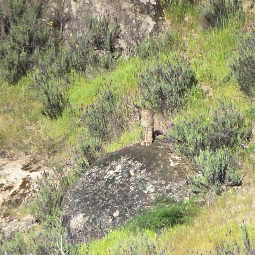 🇪🇸 Apenas hemos tenido tiempo para publicar estos días… ¡y es por una buena razón!
Hemos estado inmersos en intensas jornadas de campo realizando safaris de observación de lince ibérico, mamíferos, orquídeas y aves esteparias en Castilla-La Mancha, y también celebrando la vida.
Las observaciones de lince ibérico están siendo muy satisfactorias. 🐾
Aunque todavía no es posible ver a los cachorros porque son muy pequeños, creemos que en breve podremos empezar a observarlos… ¡así que estad muy atentos! 👀
📅 Aviso importante: tenemos ya muy poca disponibilidad para el mes de abril.
www.lyncisecoturismo.com
lyncisecoturismo@gmail.com
(+34) 603 90 74 35
🇬🇧 We’ve barely had time to post lately… and for a very good reason!
We have been immersed in intense fieldwork days, conducting wildlife safaris focused on Iberian lynx, mammals, orchids, and steppe birds in Castilla-La Mancha, and also celebrating life.
Our Iberian lynx sightings have been very successful🐾
Although it’s still too early to see the cubs as they are very small, we expect it might be possible very soon… so stay tuned! 👀
📅 Important: we now have very limited availability for April.