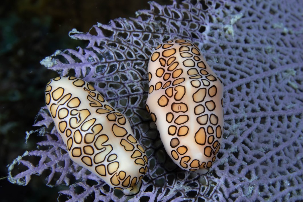 Looking for the macros? Reefs are filled with countless little creatures living, hiding and interacting with eachother. Come diving with us and let’s go find as many species as we can spot!
Macro diving focuses on observing and photographing tiny marine creatures rather than large pelagic animals.
Here are some examples of macro critters you can encounter on our dives!
Slides in order:
1- Flamingo Tongue
2- Christmas tree worm & Sea Spider
3- Roughhead Blenny
4- Bearded Fireworm
5- Sea Hare
6- Banded Coral Shrimp
Amazing photos from our good friends @meanderingwithyou
#SeaHawkDivers
#IslaMujeres
#ScubaLife
#DiveMexico
#OceanAdventure