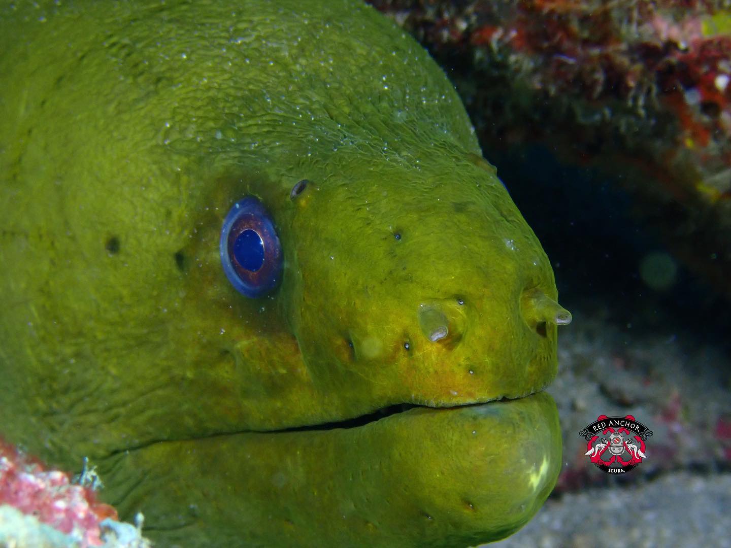 Got the chance to tryout the new Atomic TFX regulator today in Palm Beach. The is nearly zero work-of-breathing (WoB). Dives in any attitude and breathes effortlessly.
Oh, and the diving wasn't too shabby either.
Special thanks to Walker's Dive Charters & Atomic Aquatics!
#DiveNAUI #NAUIWorldwide #diveboat #RedAnchorScuba #PalmBeach #scuba #scubadive #scubadiving #diving #scubaspecialty #adventure #experience #florida #stuartfl #Jupiter #travel #Dive