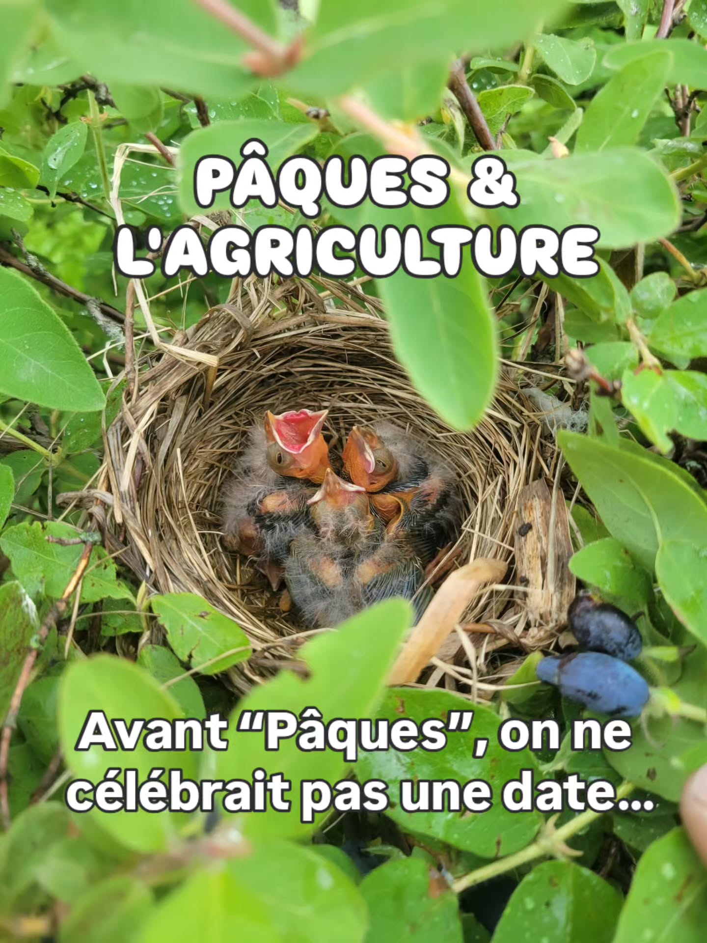 Avant “Pâques”, on ne célébrait pas une date… mais un cycle. ☀️🌱🐣🪺
C'est un symbole parfait de renaissance.
Anciennement, les peuples agricoles vivaient plutôt autour de repères comme :
• le retour du printemps
• la fin de l’hiver
• le moment où la terre redevient cultivable
Donc ce n'était pas une fête avec un nom…mais plus un moment clé dans l’année agricole.
🥚 et les oeufs...
Les œufs représentaient la fertilité et l’abondance. Au printemps, les poules recommencent à pondre plus.
Dans les campagnes, on offrait des œufs comme symbole de bonne saison agricole à venir! 🌞