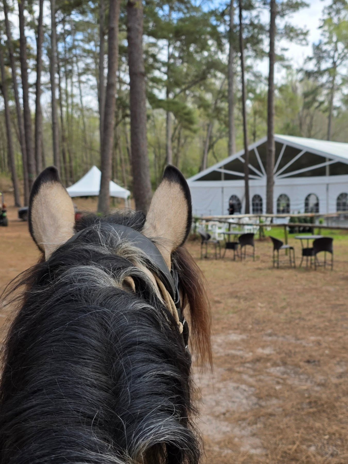I am the horse woman i am today because of my endless educational evolution. Since the day I brought home my first horse, i knew i wanted to learn as much as I could. I didnt know where it would take me at the time but i am glad that i never allowed myself to keep any doors shut in the process.
I learned how to be a friend and partner through my mare Mandi and she was the catalyst in my desire to grow and learn ad much as I could.
I learned about the importance of a balanced hoof through equine podiatry and how the hoof effects the body and vice versa.
I learned about the importance of saddle fit and just how restrictive or beneficial a saddle could be for our horses through independent and educated saddle fitters.
I learned how to handle ropes with feel and softness through the gentle hands of patient cowboys.
I learned a lot about equine behavior from psycologists.
I learned about the inportance of proper full body conditioning from endurance riding. As well as the importance of after care for horses as athletes.
I learned to be bold and to get a good eye for distances and counting strides from eventing.
I learned of the importance of a methodical scale of training through academic classical dressage and vaquero horsemanship.
I dove deeper and learned about mechanics and anatomy from body workers and equine scientists.
I learned about the importance of play in shaping and developing movement from a movement science based practitioner.
I learned how to be more effective in communication and training in general through studying positive reinforcement.
I learned to dance with horses through my culture and connection to the earth.
I learned how to put it all together through trusting my intuition. Good training and good horse people are seen across disciplines. There is something to learn from each and every one that will only continue your growth as a horse person. Don't restrict your growth by leaving doors unopened. Even if its just to take a peek, open that door and see what's behind it, you may be surprised to find what's waiting on the other side.