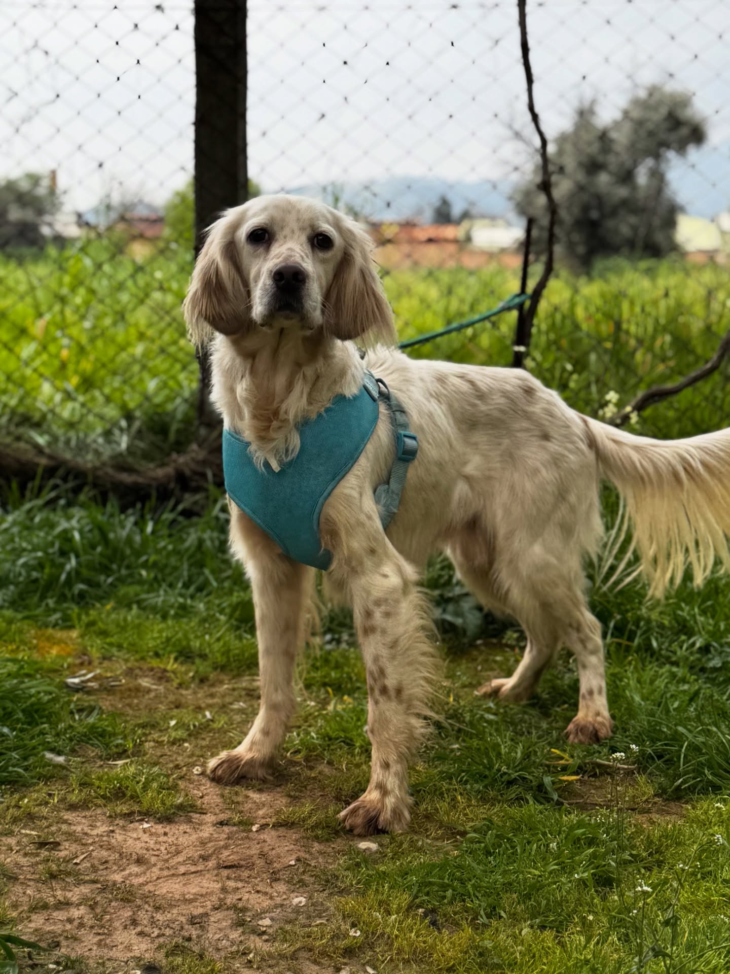 New on our website, Oliver 💛
A gentle, affectionate boy rescued from a government shelter in Northern Turkey, where he was slowly shutting down in the harsh conditions. Today, his sweet and social personality is shining again.
Oliver loves people, cuddles, and making new dog friends. With his soft nature and that tiny sparkle of blue in one eye, he’s ready to find the forever home he truly deserves.
Oliver would thrive in a loving home with people who enjoy spending time together, going on walks, and helping him grow in confidence. He could live with other friendly dogs and would love a family who appreciates a loyal cuddle companion by their side.
Could Oliver be your perfect match? 🐾
More info via link in bio or visit our website:
www.melezdogrescue.com/oliver
#adoptdontshop #melezdogrescue