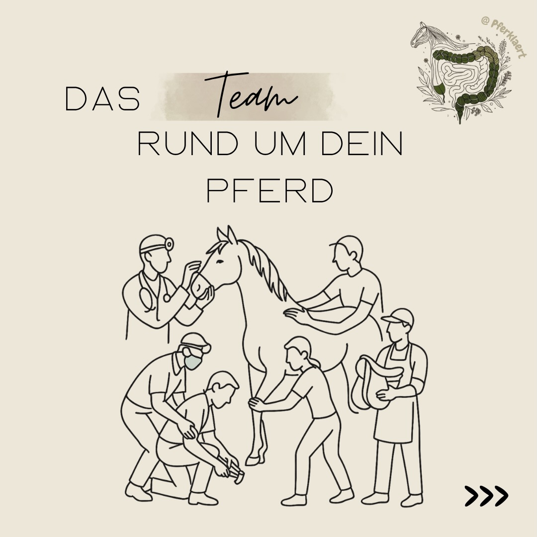(Werbung) Heute schauen wir uns mal ein Thema an, das wirklich jedes Pferd betrifft: das Team rund ums Pferd. Tierarzt, Physio, Osteopath, Zahnarzt, Trainer, Hufbearbeiter, Sattler… Viele Pferdebesitzer sind unsicher: Wen brauche ich wann? Und wer darf was?
Erste Anlaufstelle: der Tierarzt
Wenn dein Pferd plötzlich Veränderungen zeigt wie Leistungsabfall, Gewichtsverlust oder Schmerzverhalten dann ist der Tierarzt deine erste Anlaufstelle.
Wie beim Menschen: Du gehst ja auch zuerst zum Hausarzt – nicht direkt zum Therapeuten.
Der Tierarzt
✔️ untersucht
✔️ stellt Diagnosen
✔️ behandelt oder überweist weiter
Der “Zahnarzt”
👉 Mindestens 1x jährlich kontrollieren lassen
👉 bei Auffälligkeiten sofort handeln
Achte z. B. auf:
• Probleme beim Kauen
• Abwehr beim Trensen
• veränderten Speichelfluss
➡️ Zahnschmerzen warten nicht bis zum nächsten Termin, wenn dir etwas auffällt kontaktiere ihn also sofort
Wichtig zu wissen:
✔️ Die Behandlung kann sowohl durch einen Tierarzt als auch durch einen qualifizierten, nicht-tierärztlichen Zahnbehandler erfolgen
✔️ Entscheidend sind Ausbildung, Erfahrung und eine saubere, pferdegerechte Arbeitsweise
👉 Worauf es dabei genau ankommt, sprenge hier den Rahmen – mehr dazu findest du in meinem Skript „Zähne & Zahnbehandlungen“ oder in unserem Podcast 🎧
Therapie: Physio, Osteo & Co.
Wenn medizinisch alles abgeklärt ist, kommen Therapeuten ins Spiel.
Physiotherapie
➡️ Fokus: Bewegung, Muskulatur, Funktion
➡️ Ziel: Bewegungsabläufe verbessern, Verspannungen lösen und den Körper wieder in Balance bringen
➡️ arbeitet häufig auf Grundlage tierärztlicher Befunde – stellt aber selbst keine medizinische Diagnose
Ein guter Physio:
✔️ macht eine ausführliche Anamnese
✔️ beurteilt dein Pferd im Stand und in der Bewegung
✔️ erkennt funktionelle Einschränkungen und Zusammenhänge
✔️ erklärt dir, was er macht und warum
✔️ gibt dir konkrete Übungen für den Alltag mit
⬇️in den Kommentaren geht es weiter⬇️