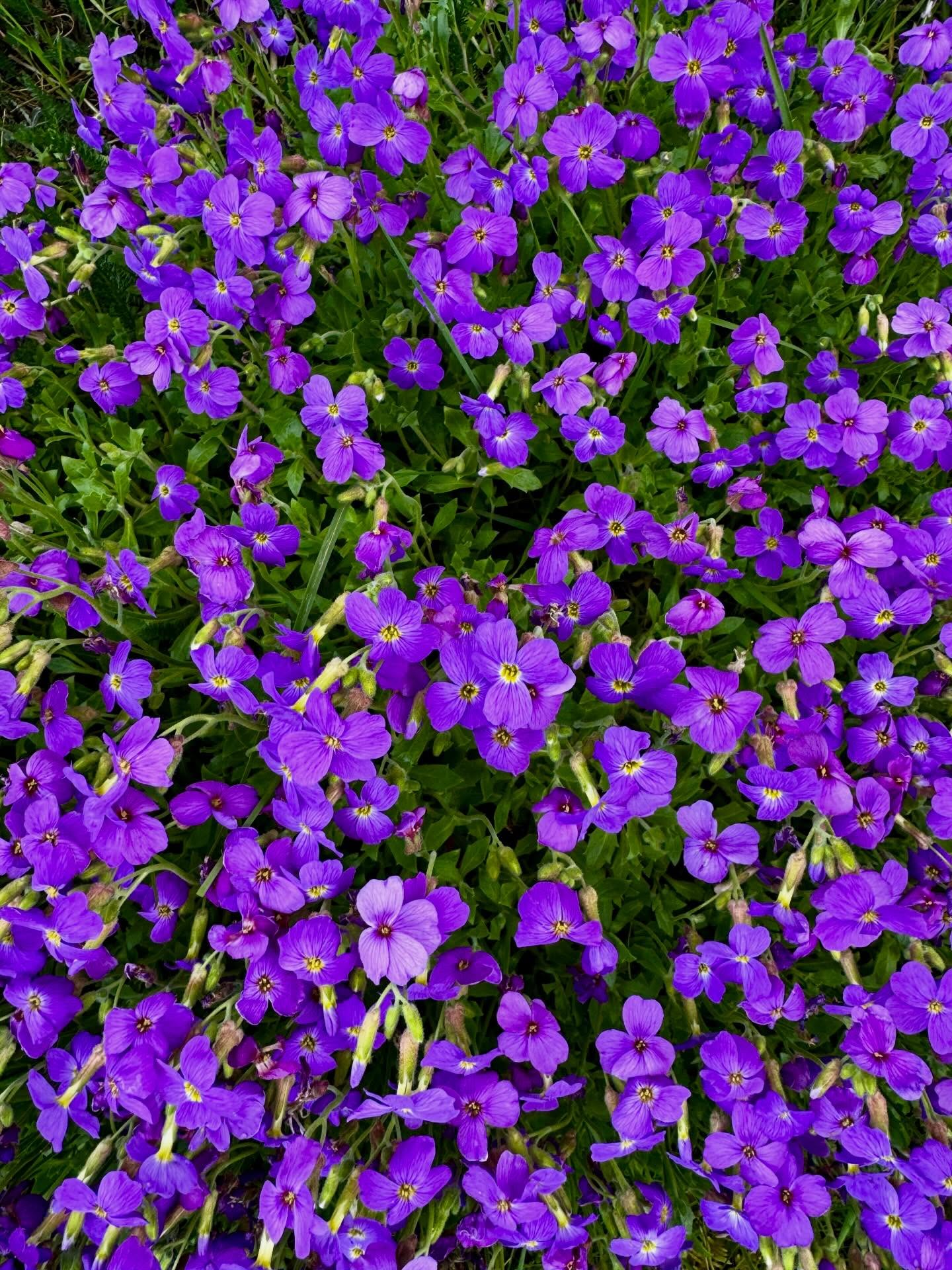 #Aubretia loving the warm sunshine. What ever the weather, this plant puts a good show on! #hardyplant #flowerstagram #flowerstagram