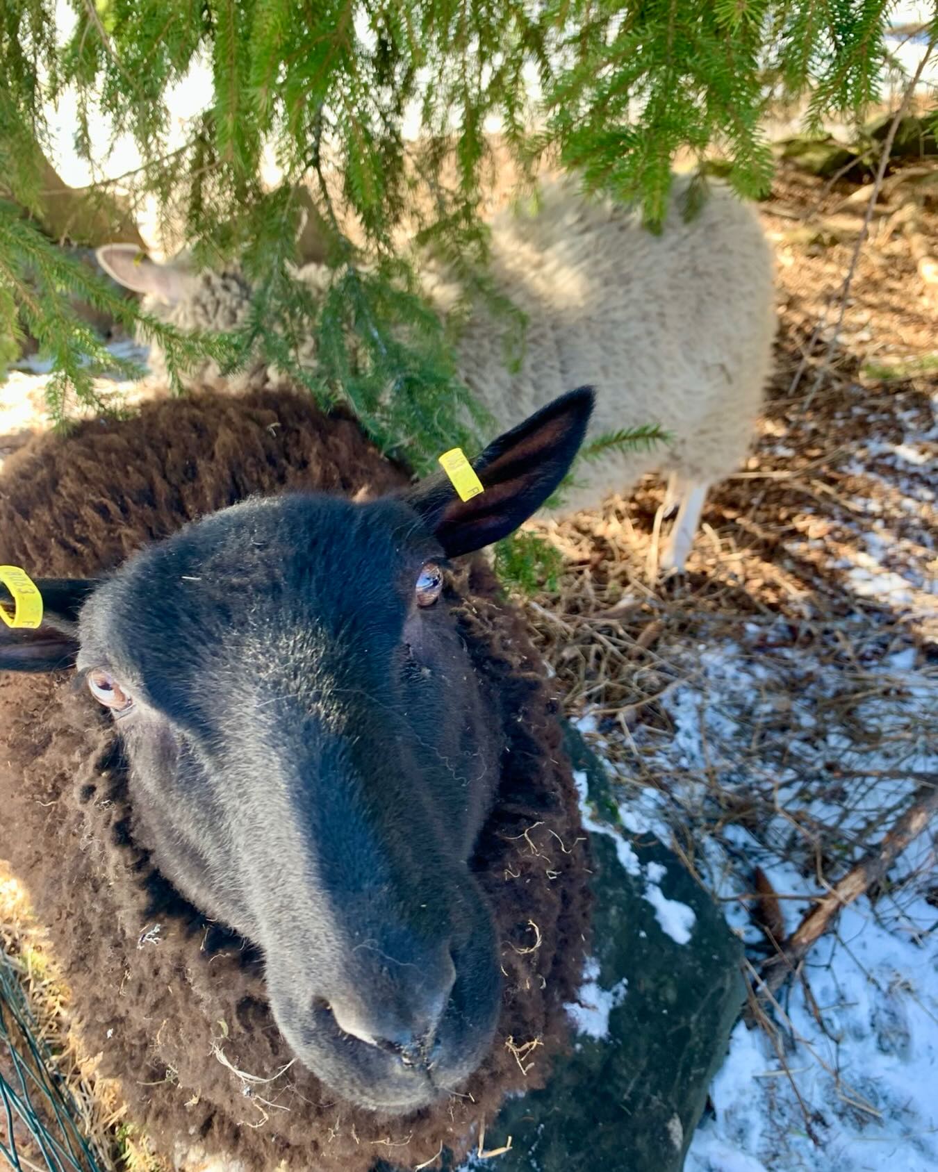 Mustikka toivottelee Hyvää Pääsiäistä
ja salaa toivoo rapsutuksia täällä pääsiäispuodilla.